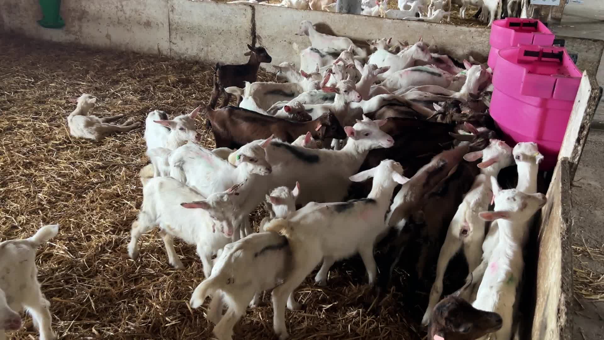 Goat farm in the Kyiv region