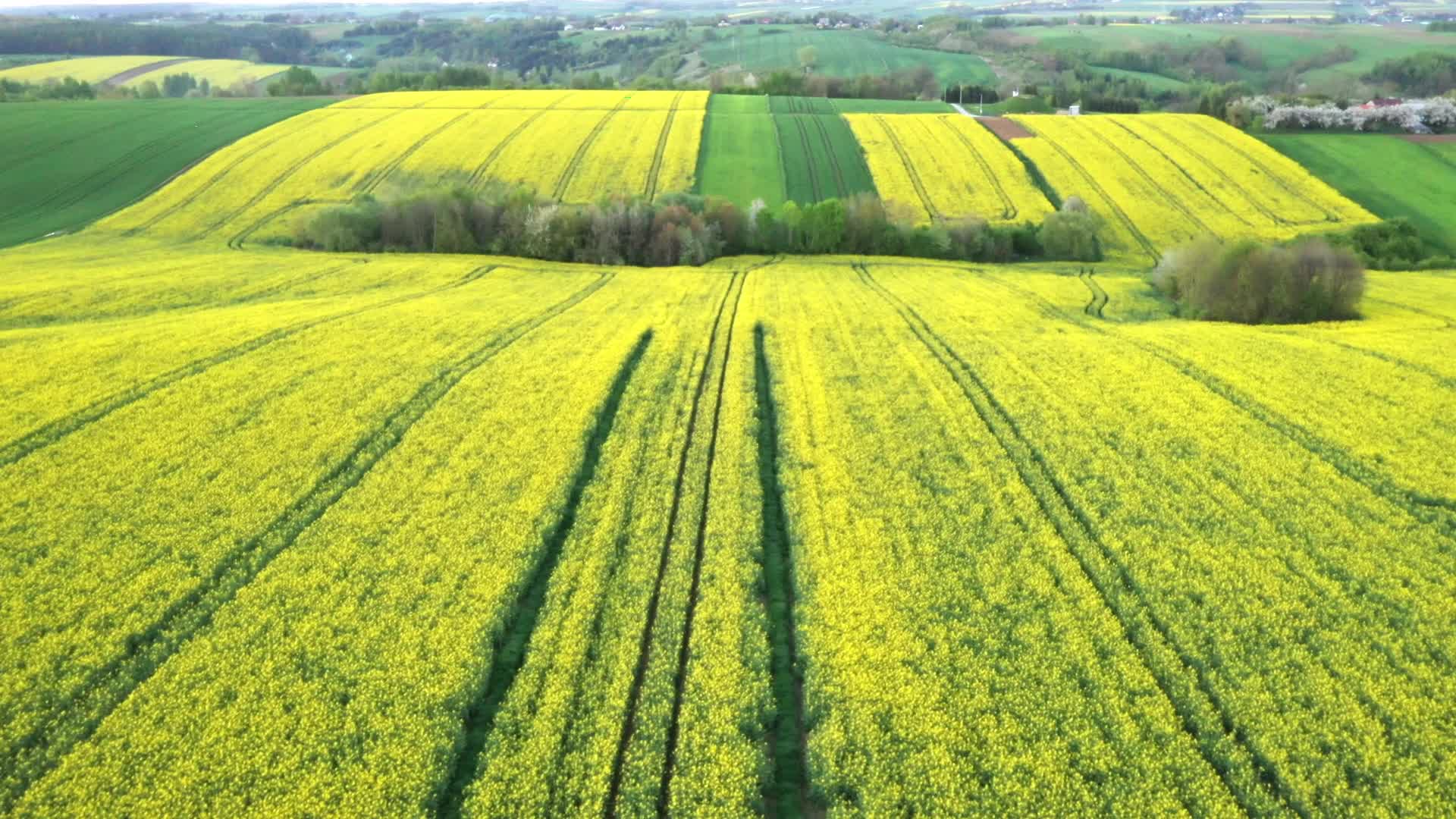 Rapeseed fields bloom a month too early in Poland