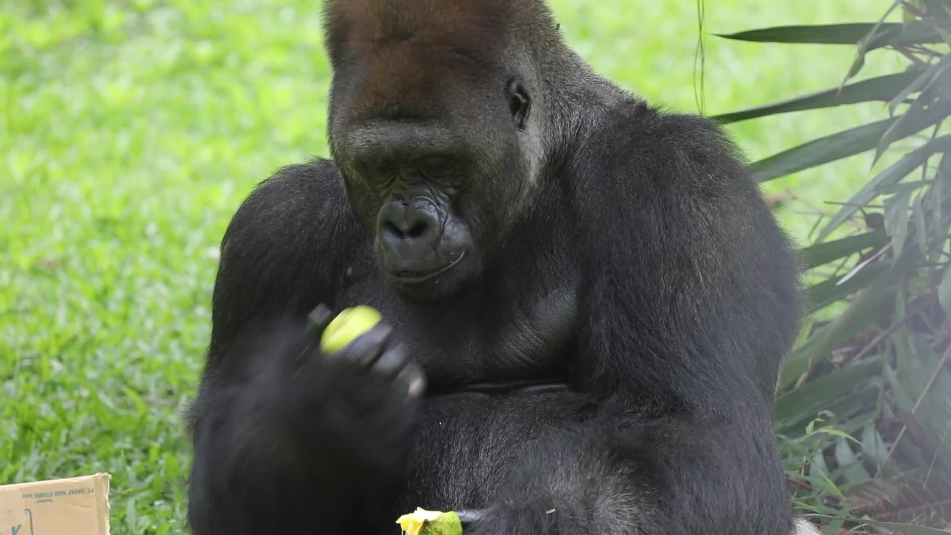 Ragunan Zoo Holds Birthday Celebration for Gorillas Kumbo and Kihi