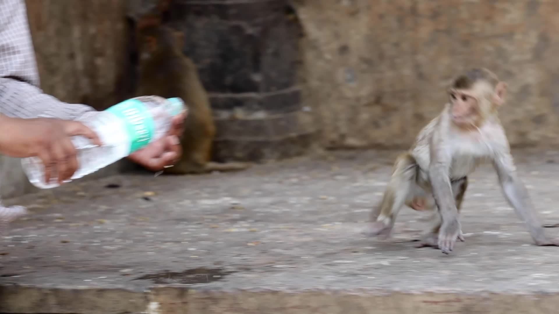 Macaques Drink Milk In Jaipur 