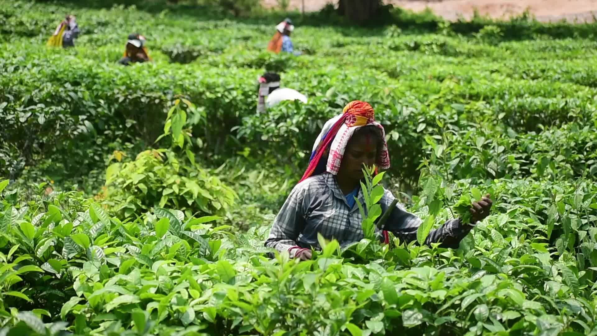 Tea harvest in India