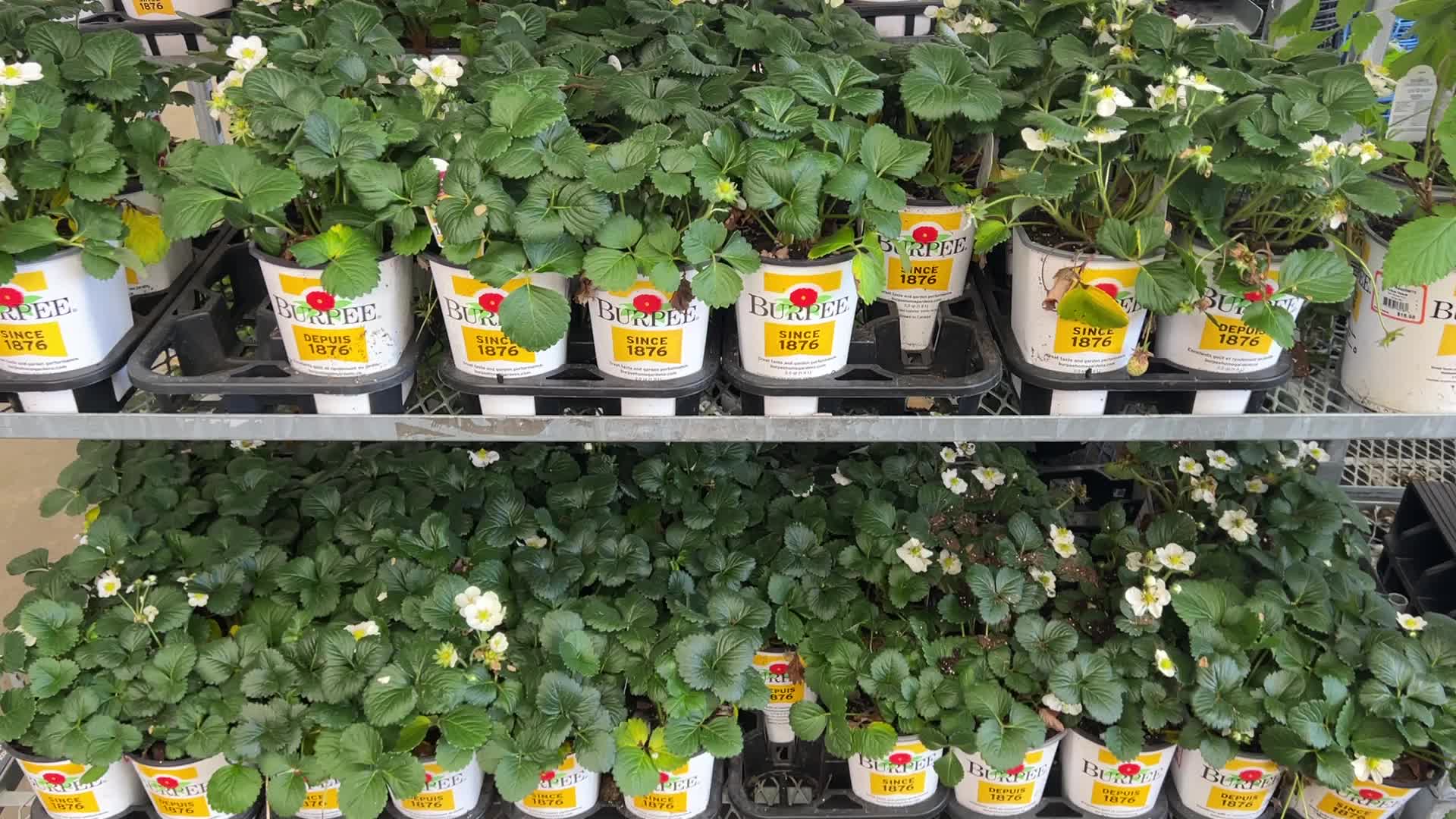 Canadians shop for plants and flowers during the Victoria Day long weekend
