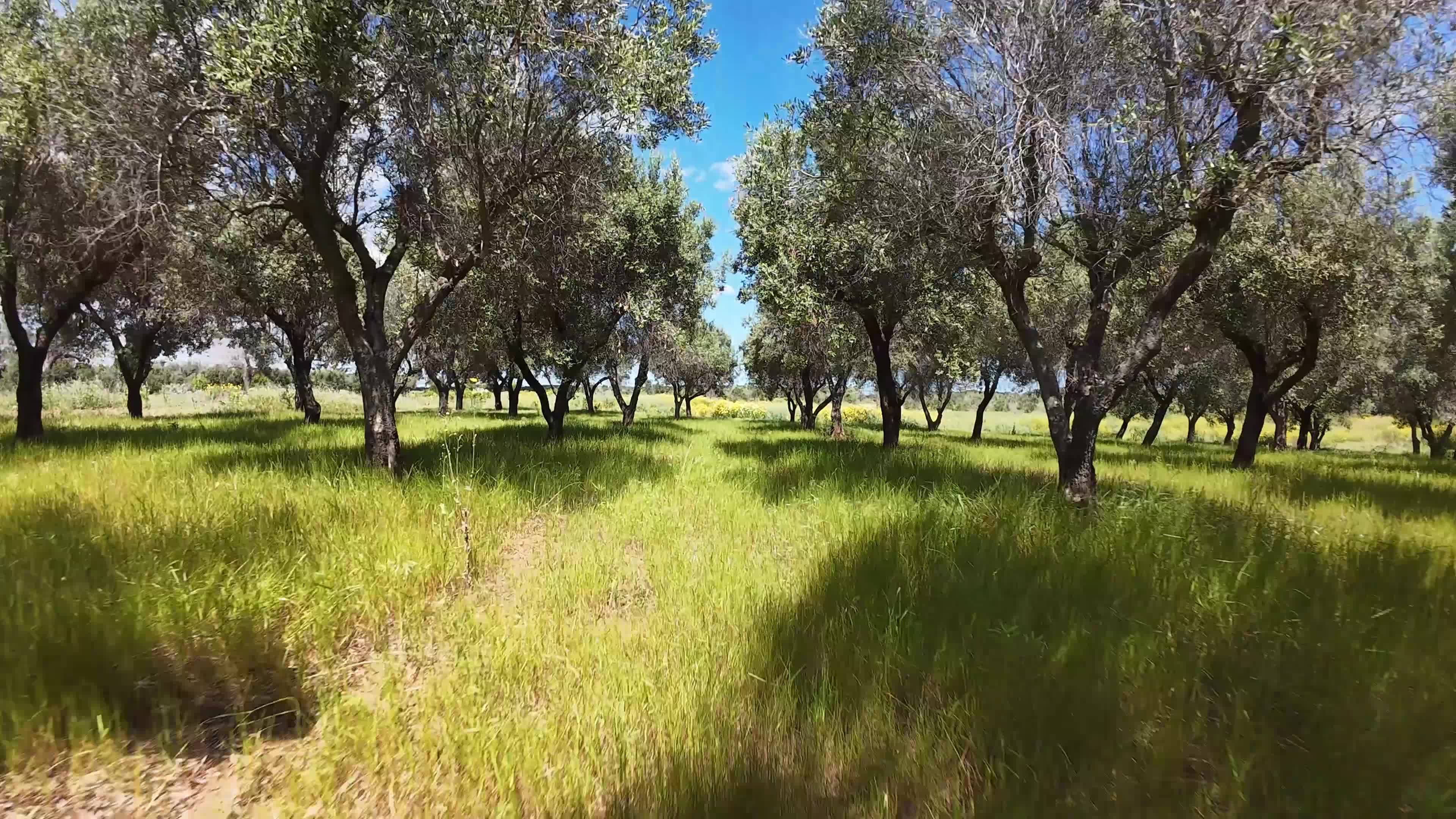 FPV Drone Amid Olive Trees