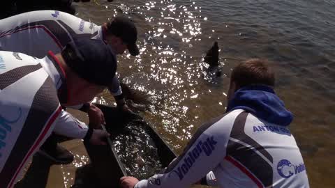 More than 5 tons of young fish of carps released into the Dnieper River in Kiev