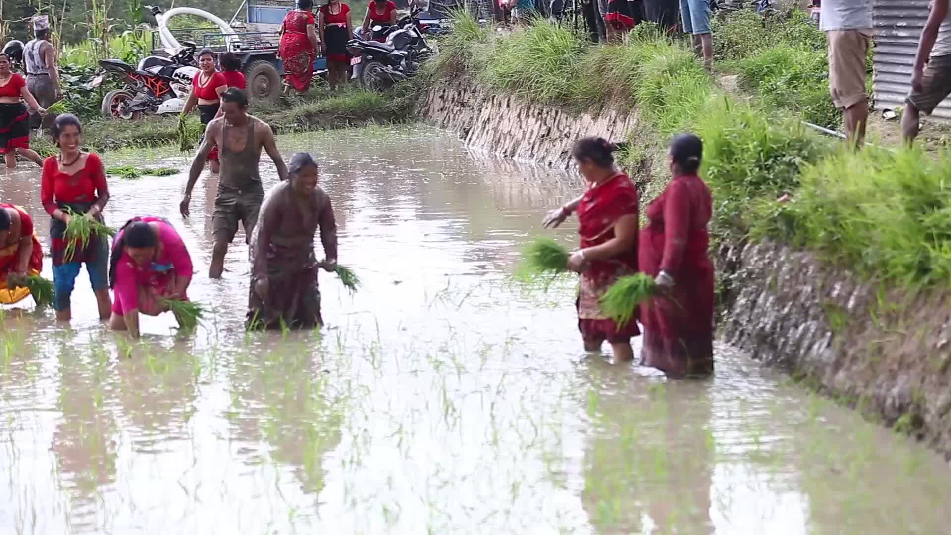 National Paddy Day celebrated in Nepal