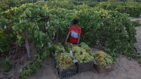 Vineyard Harvest Season In Gaza