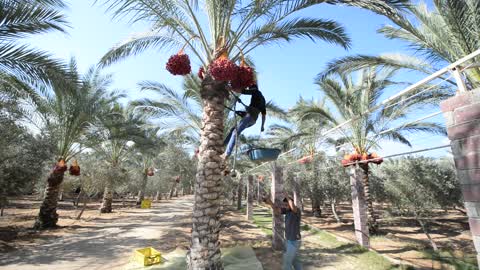 Palestinian farmer harvests dates from a palm tree