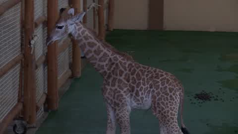Two months old baby giraffe in an Ukrainia's zoo