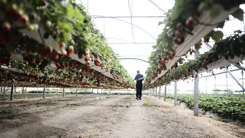 Strawberry Harvester In Gaza