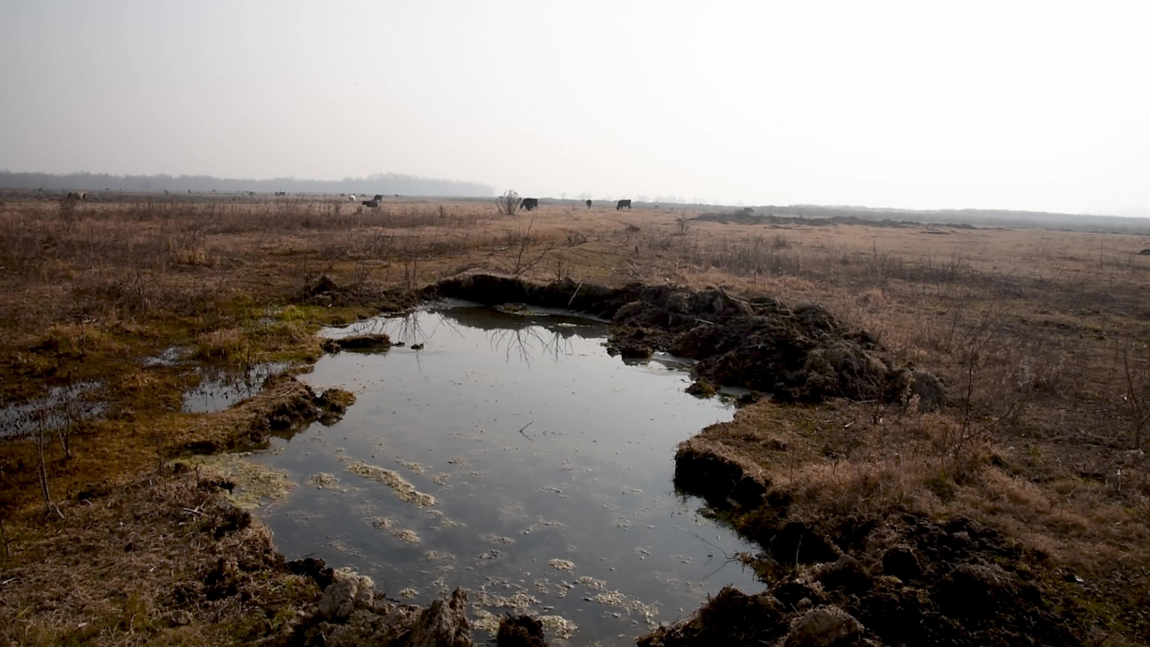 Hokarsar Wetland in the outskirts of Srinagar, Indian Administered Kashmir