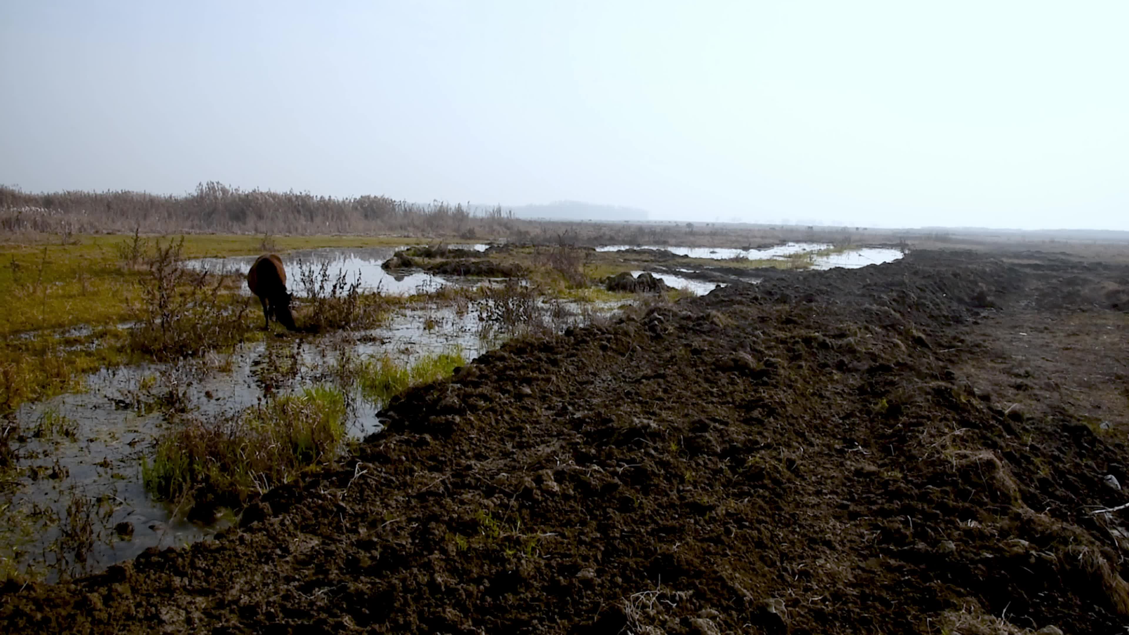 Hokarsar Wetland in the outskirts of Srinagar, Indian Administered Kashmir