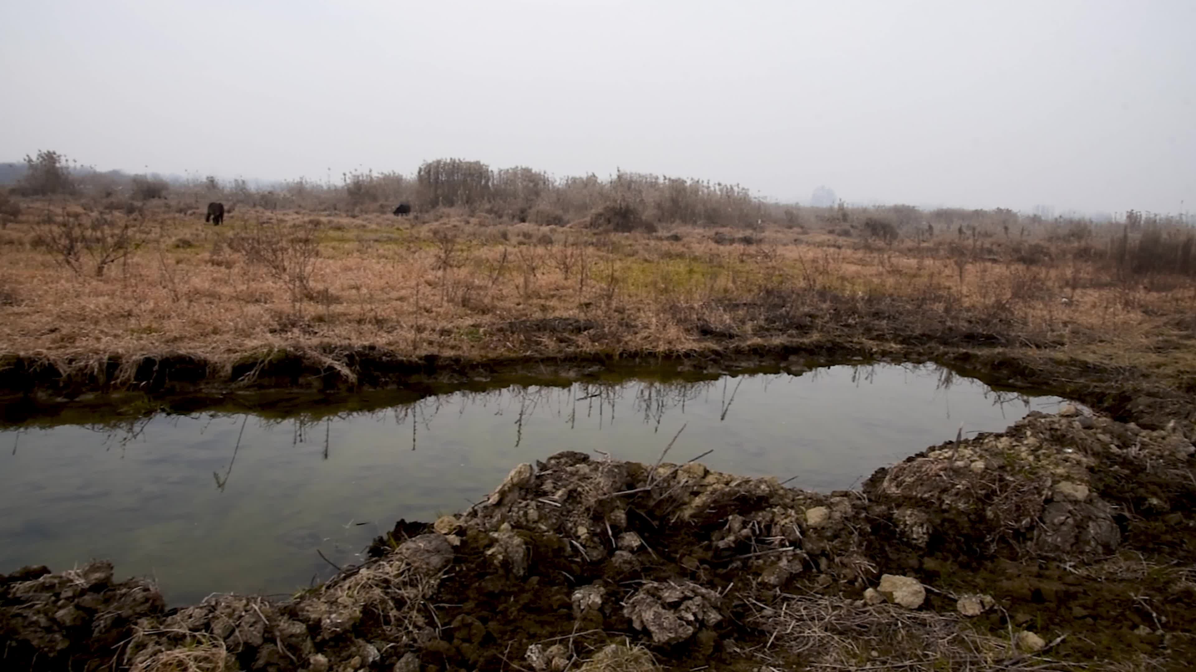 Hokarsar Wetland in the outskirts of Srinagar, Indian Administered Kashmir