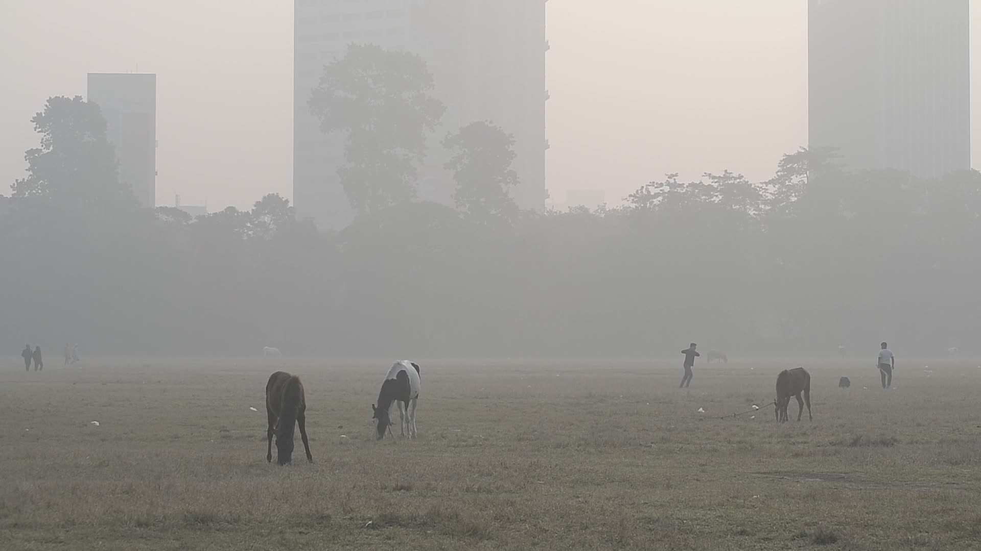 Winter Morning in Kolkata 