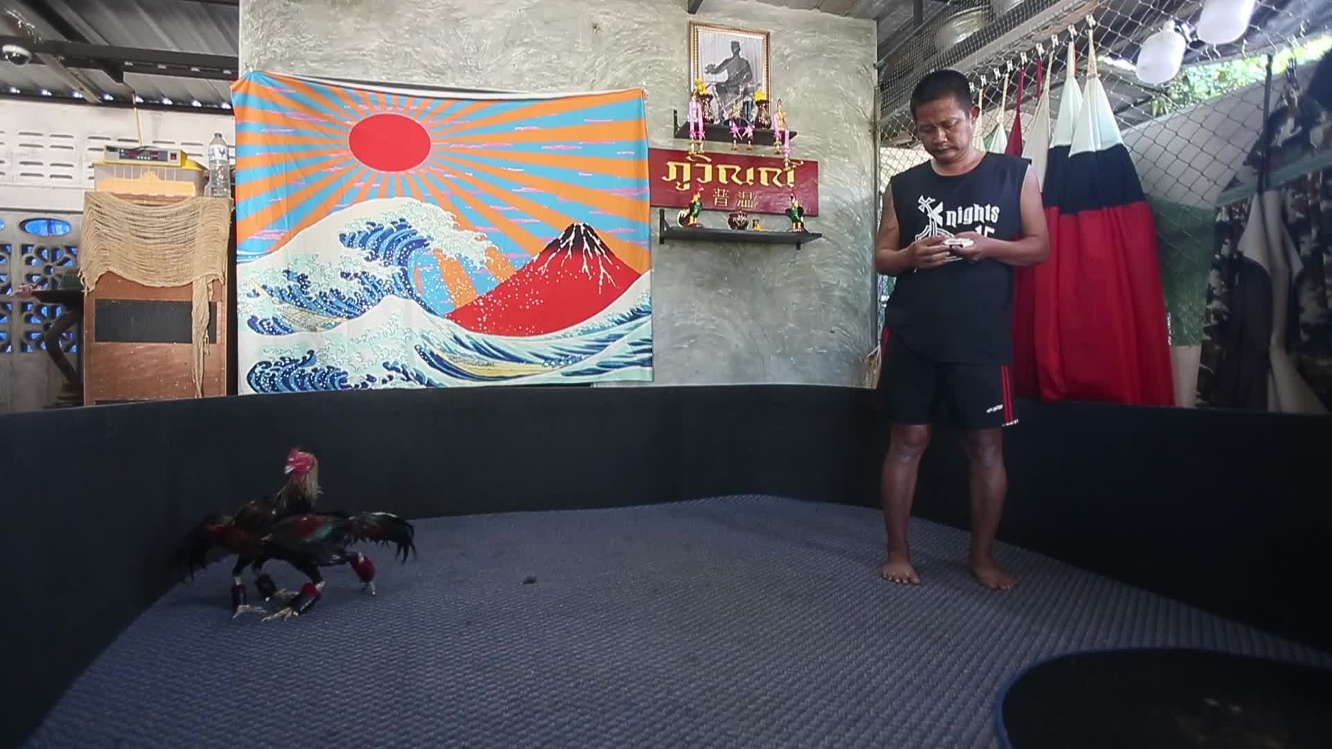 Cock FIghting In Thailand