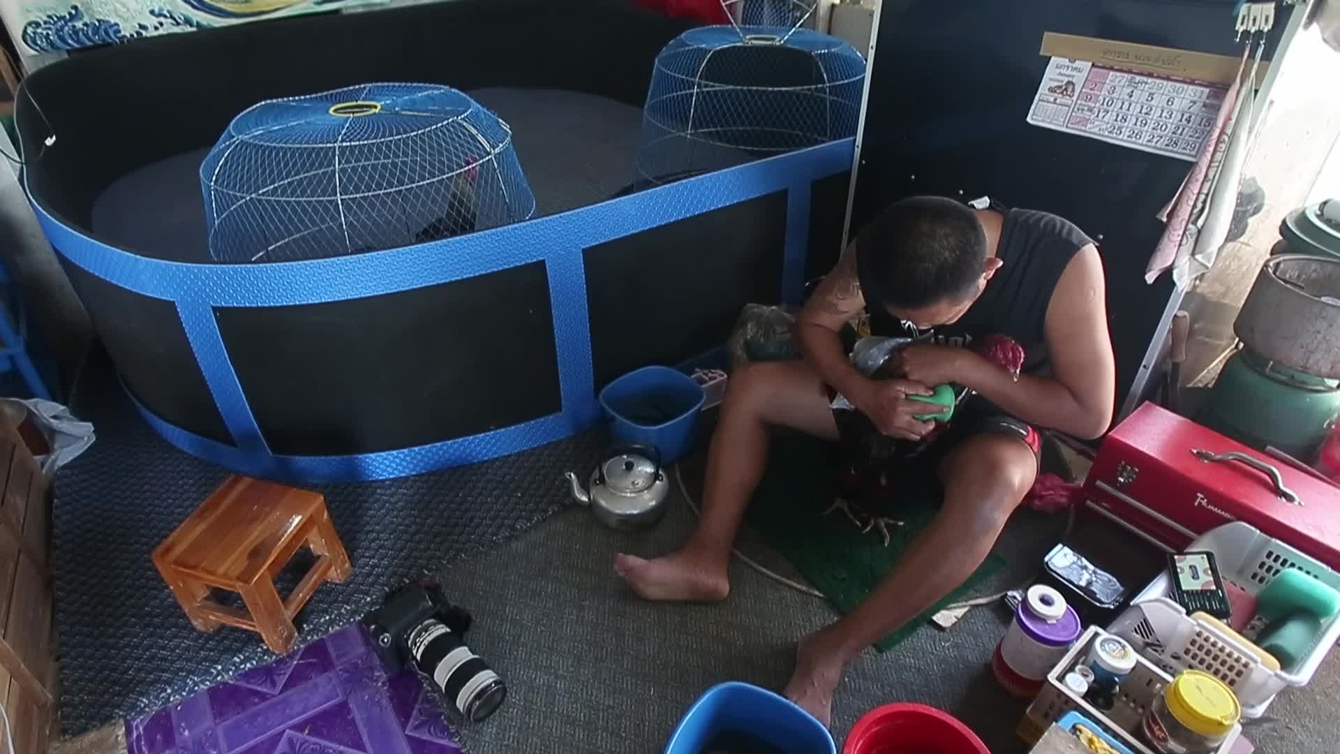 Cock FIghting In Thailand