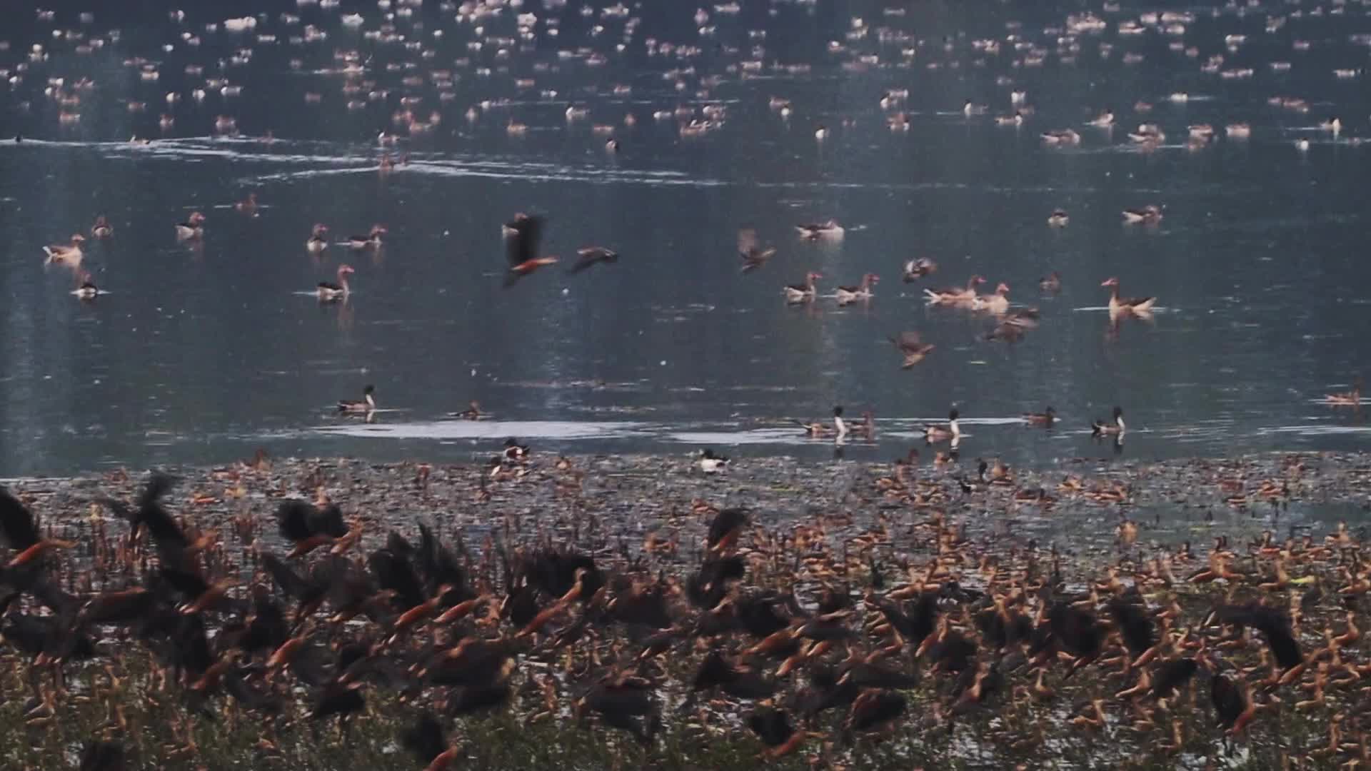 Migratory birds chirps at Ballavpur bird sanctuary