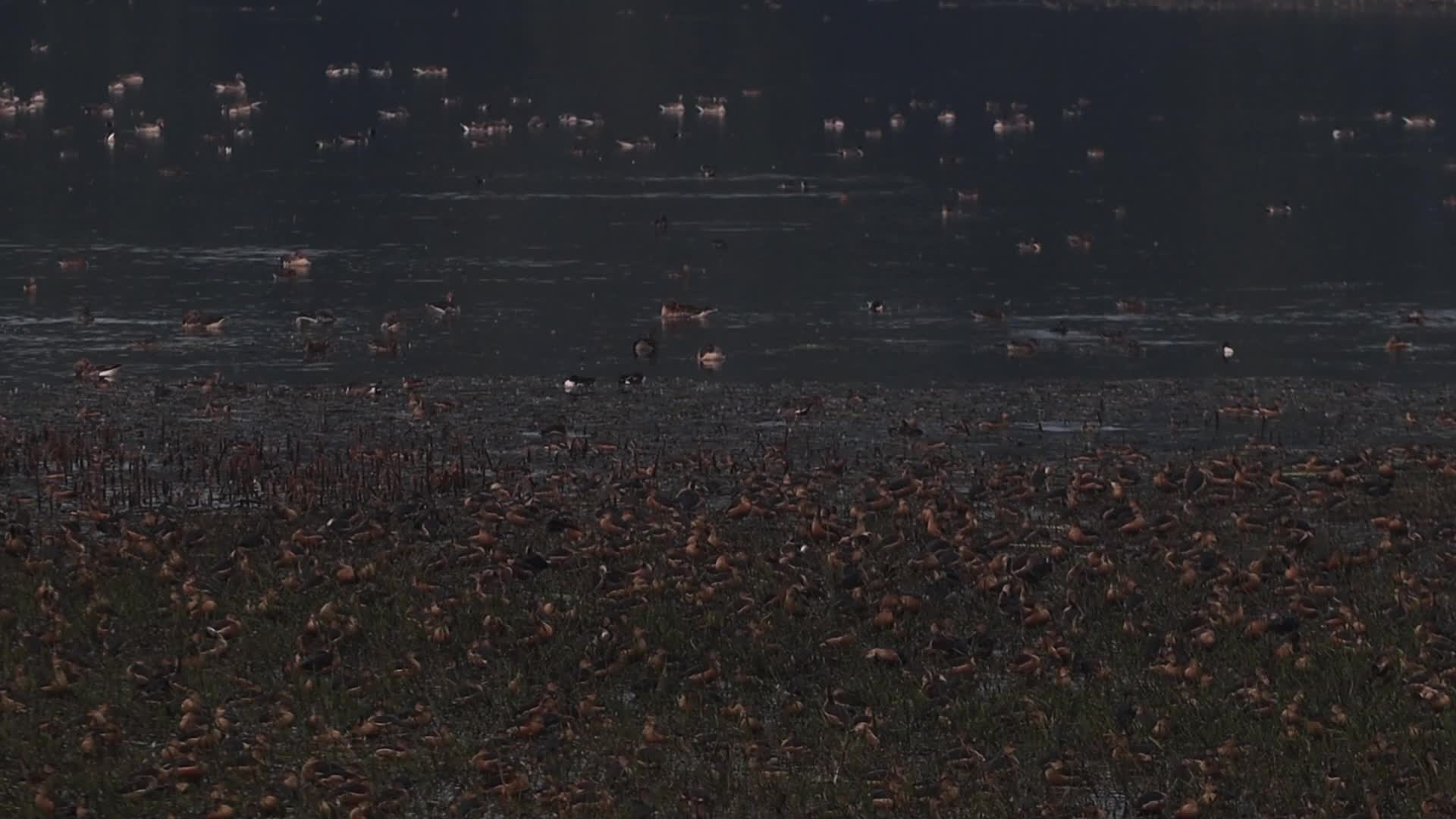 Migratory birds chirps at Ballavpur bird sanctuary