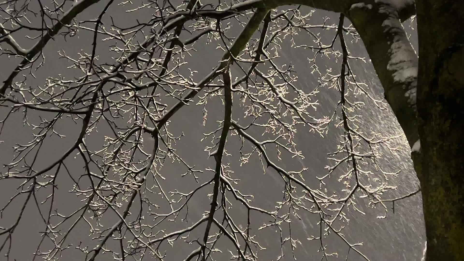 Snowfall in Toronto