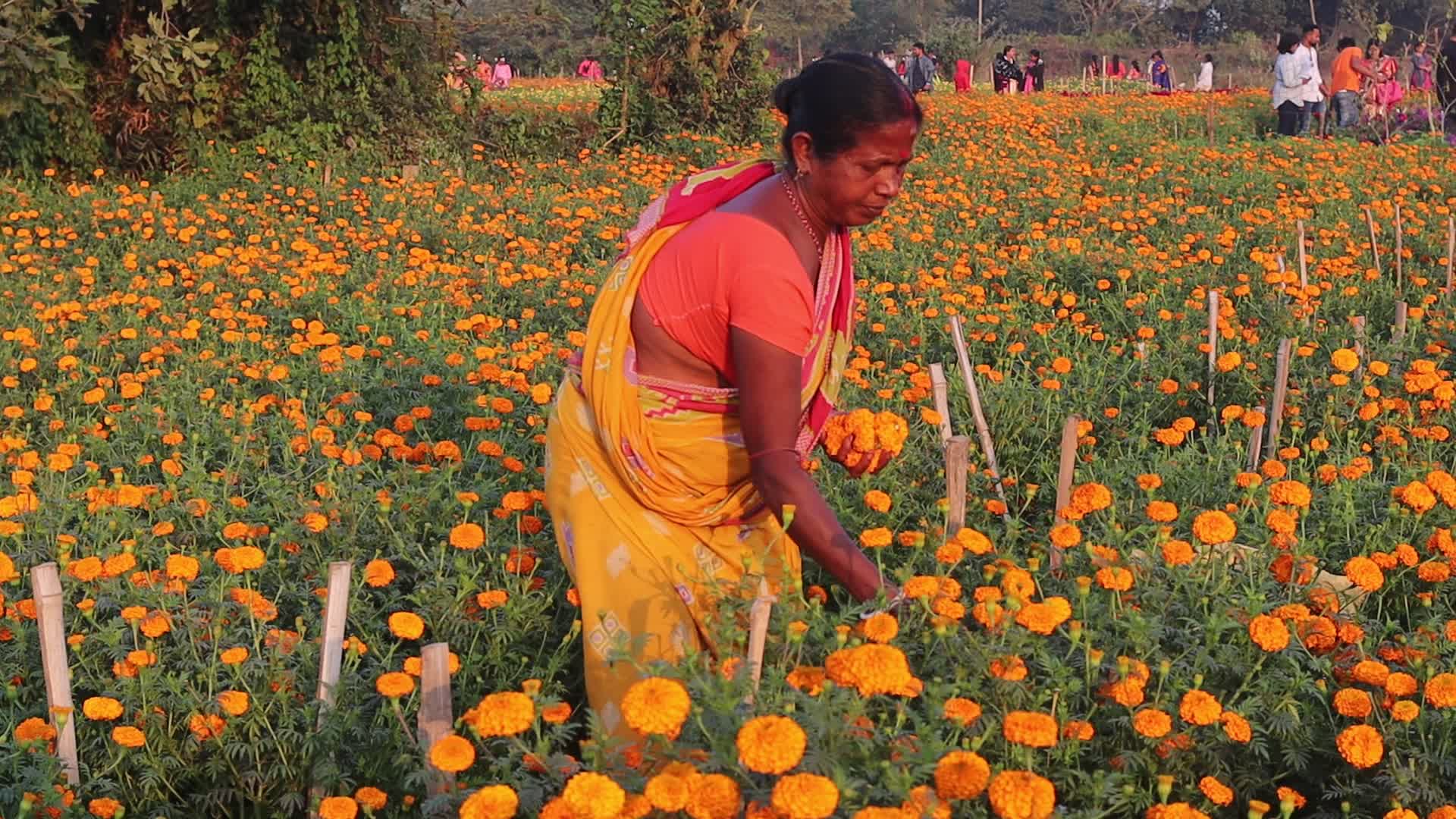 Flowers farmers in West Bengal
