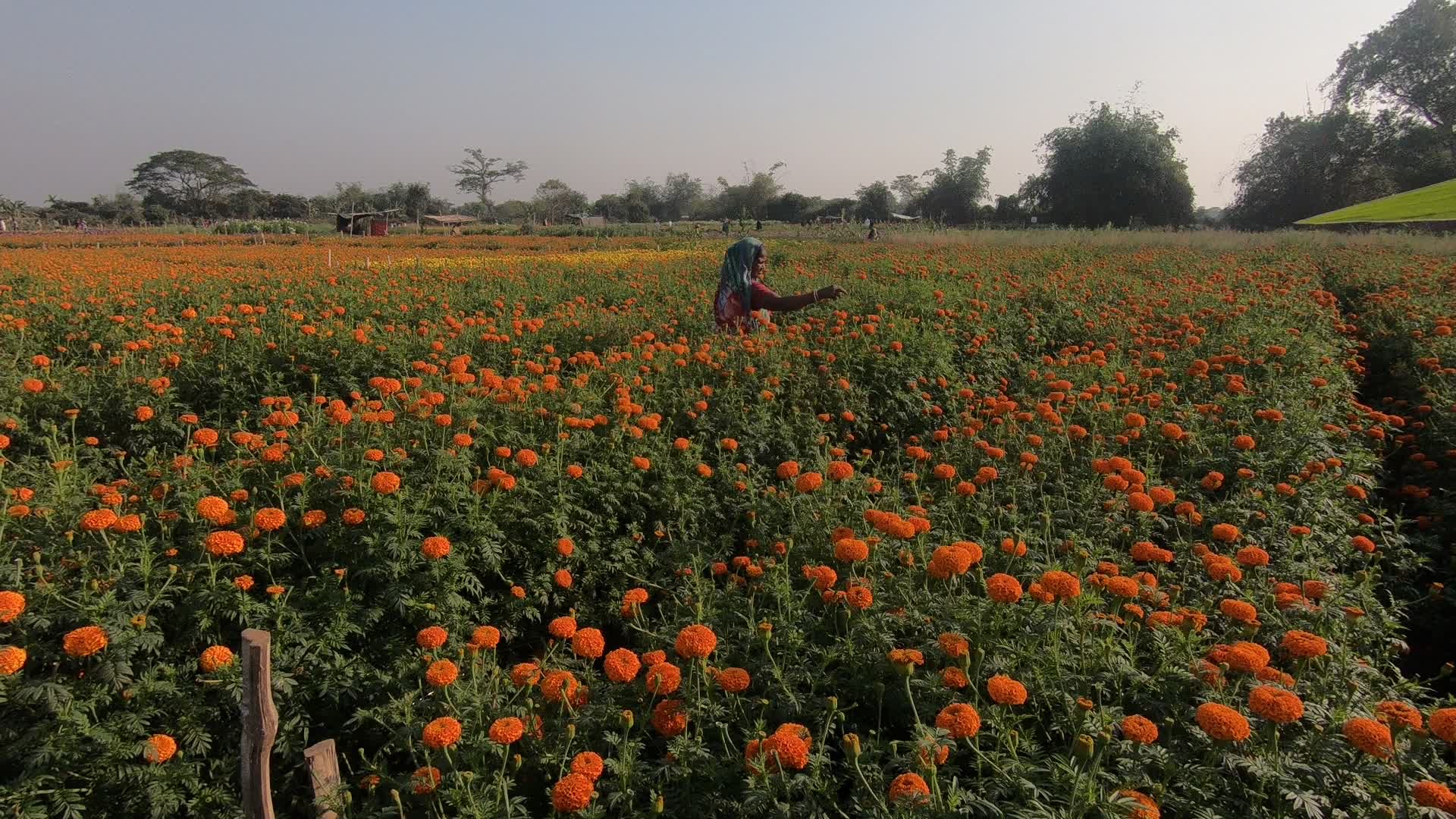 Flowers farmers in West Bengal