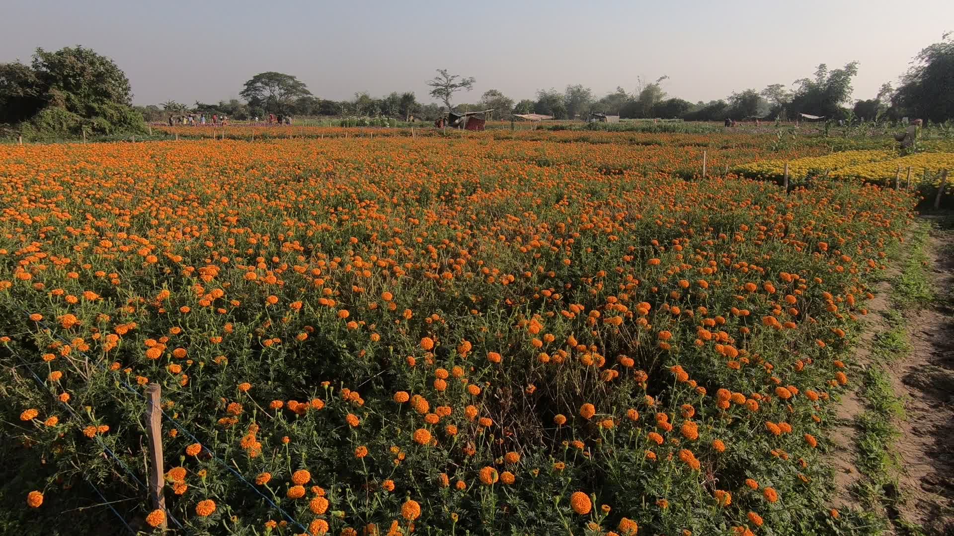 Flowers farmers in West Bengal