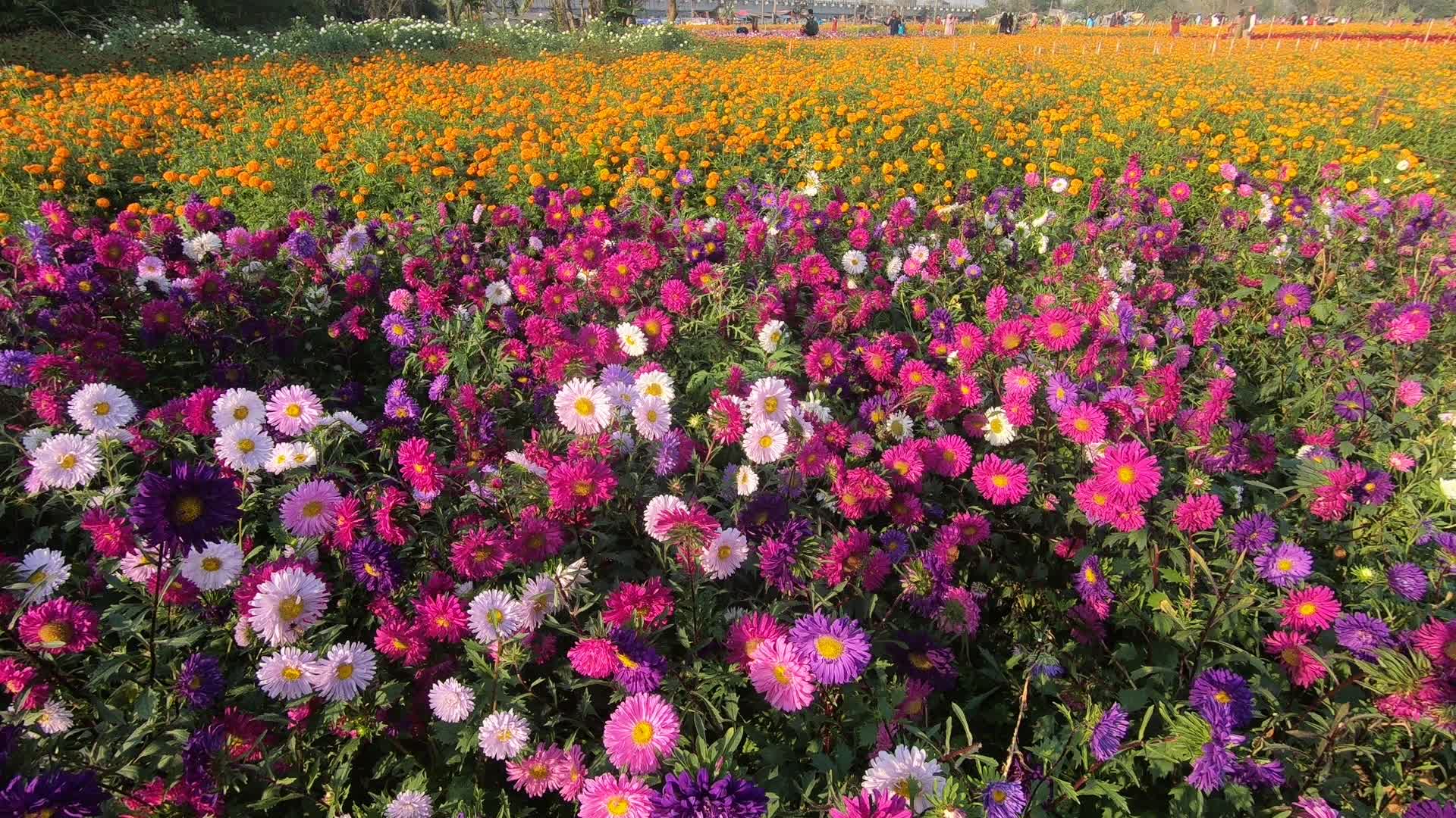 Flowers farmers in West Bengal