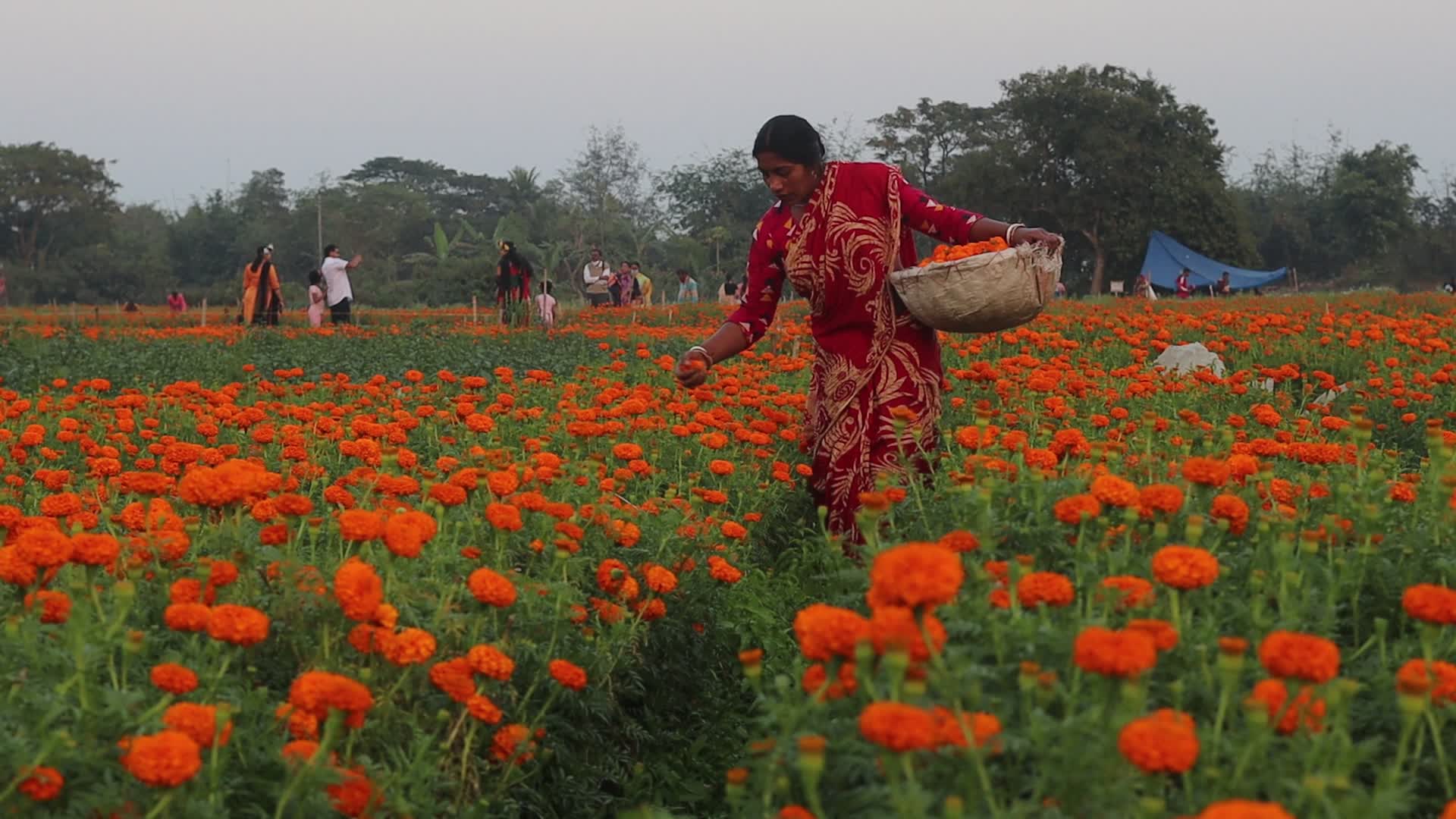 Flowers farmers in West Bengal