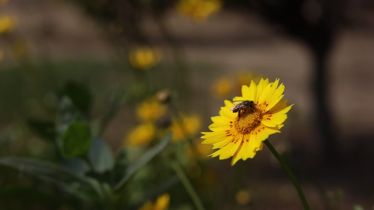 Honey bee collecting nectar and pollen from flowers