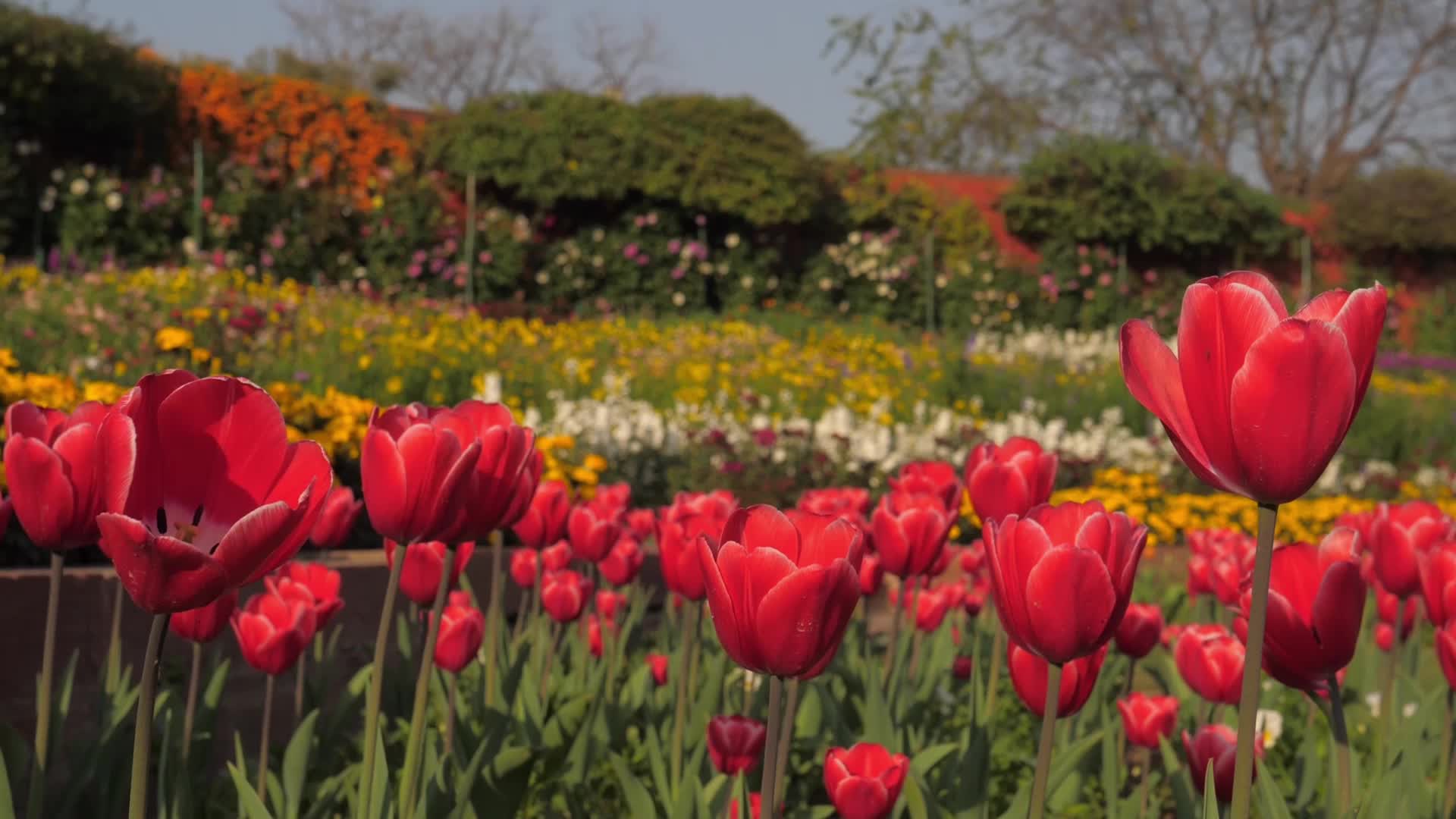 A video of Tulip Flowers