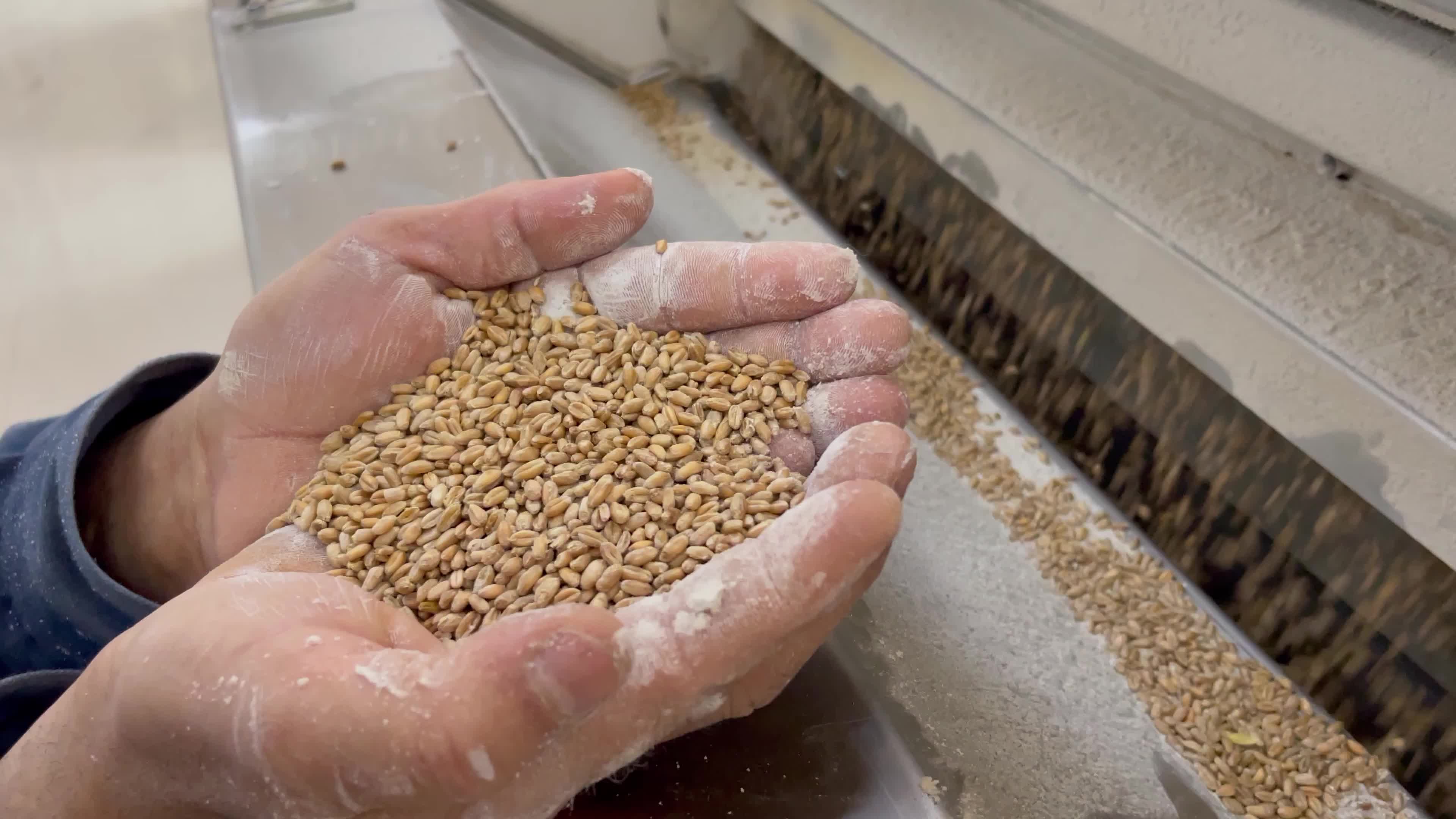 Wheat Mill In Gaza, Palestine