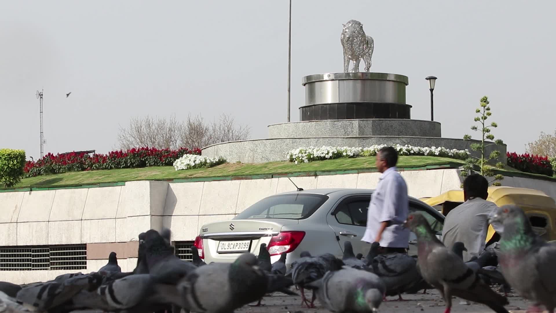 Pigeons eating and flying at outer circle of connaught place 