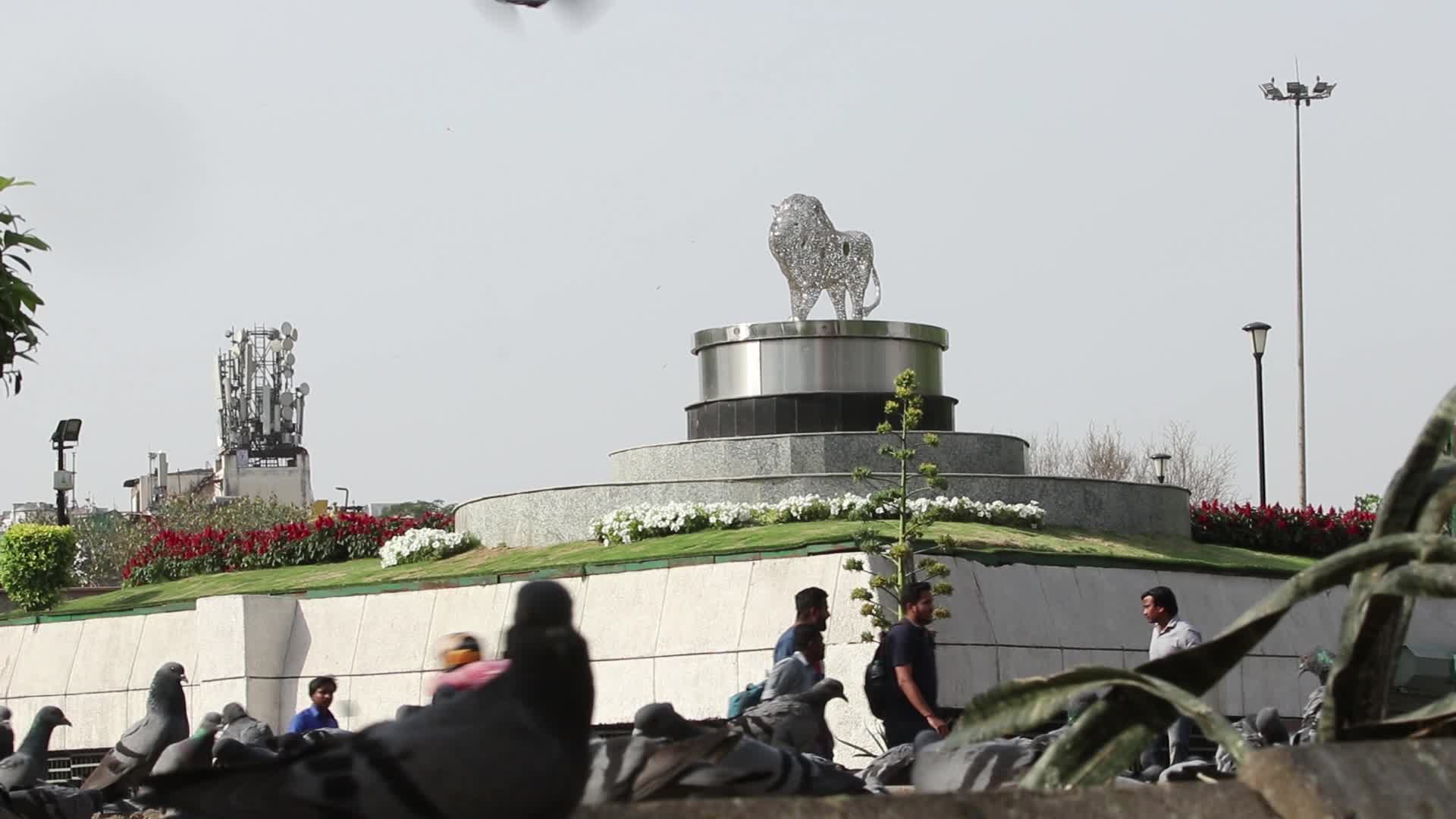 Pigeons eating and flying at outer circle of connaught place 