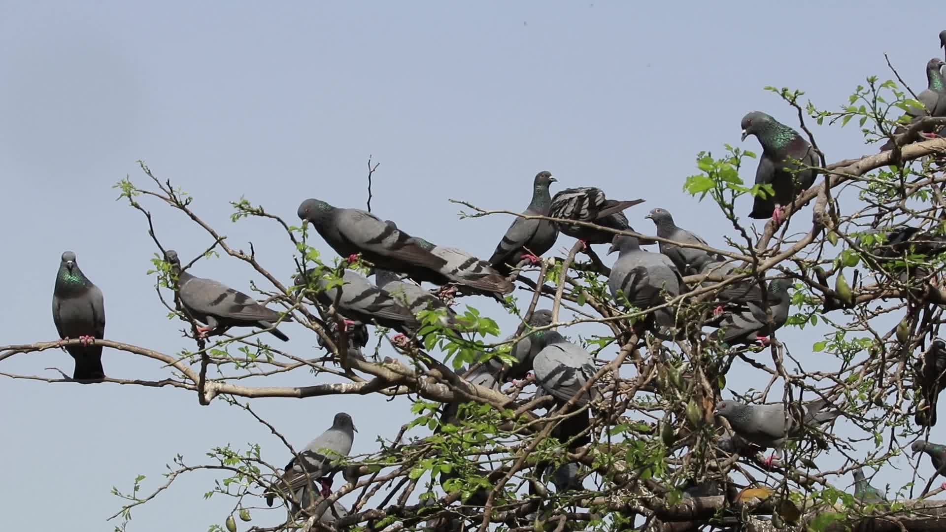 Nuova Delhi, Pigeons eating and flying