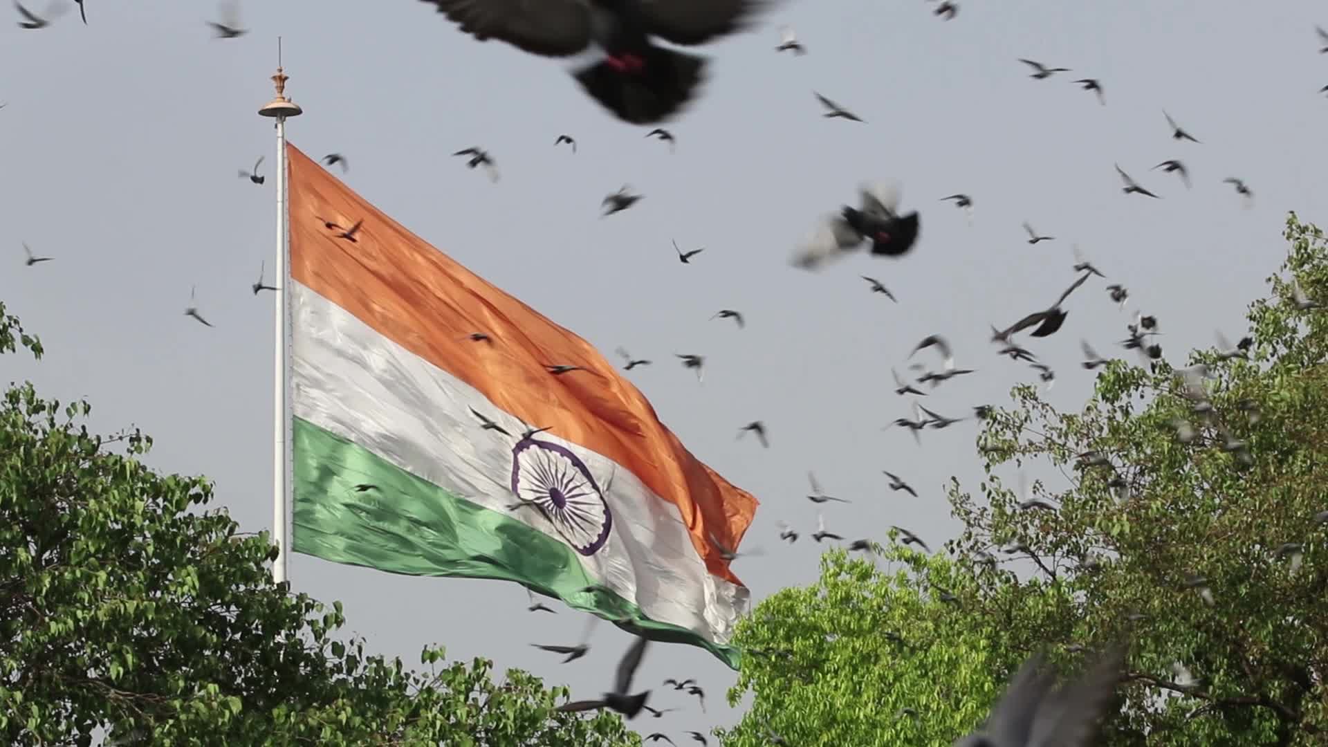 Pigeons flying in front of India national flag at outer circle of connaught place