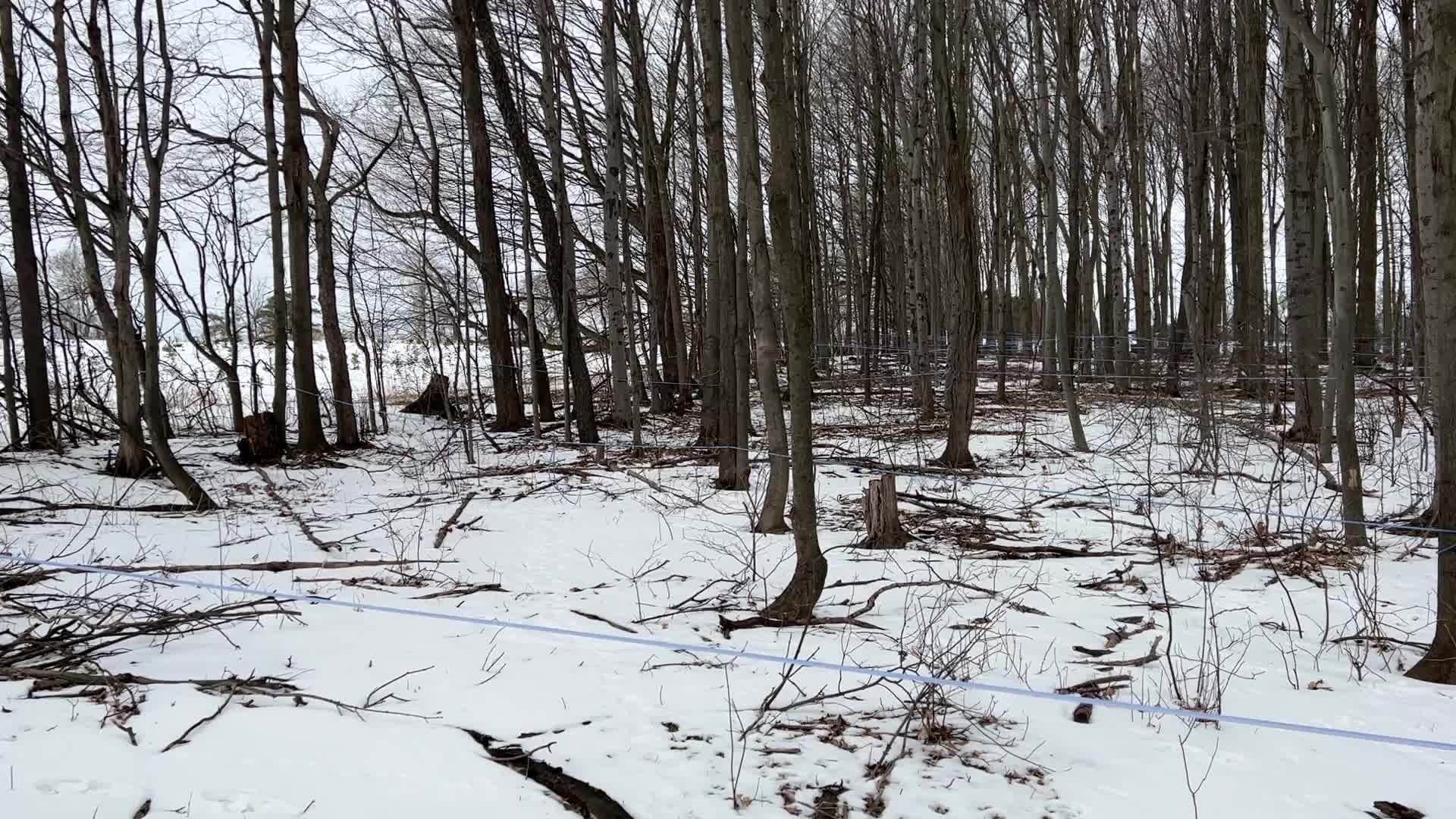 Maple syrup production in Canada
