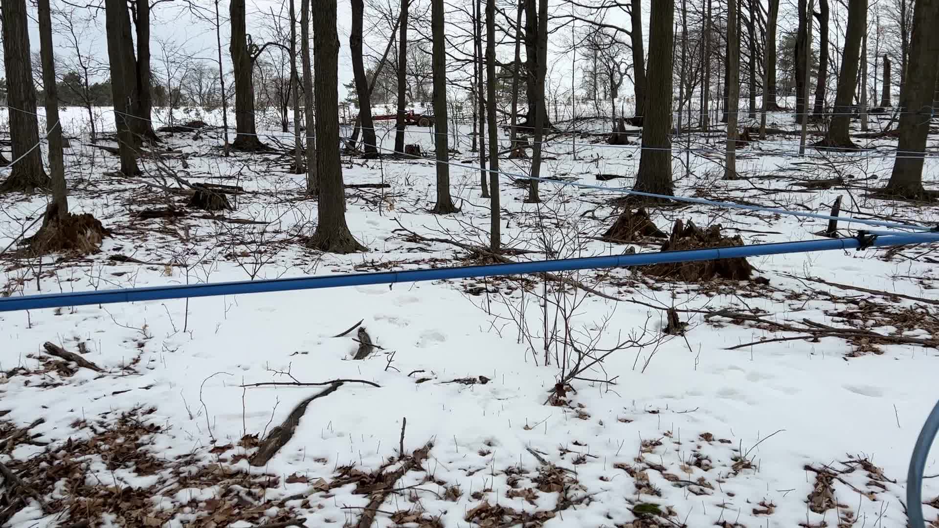 Maple syrup production in Canada