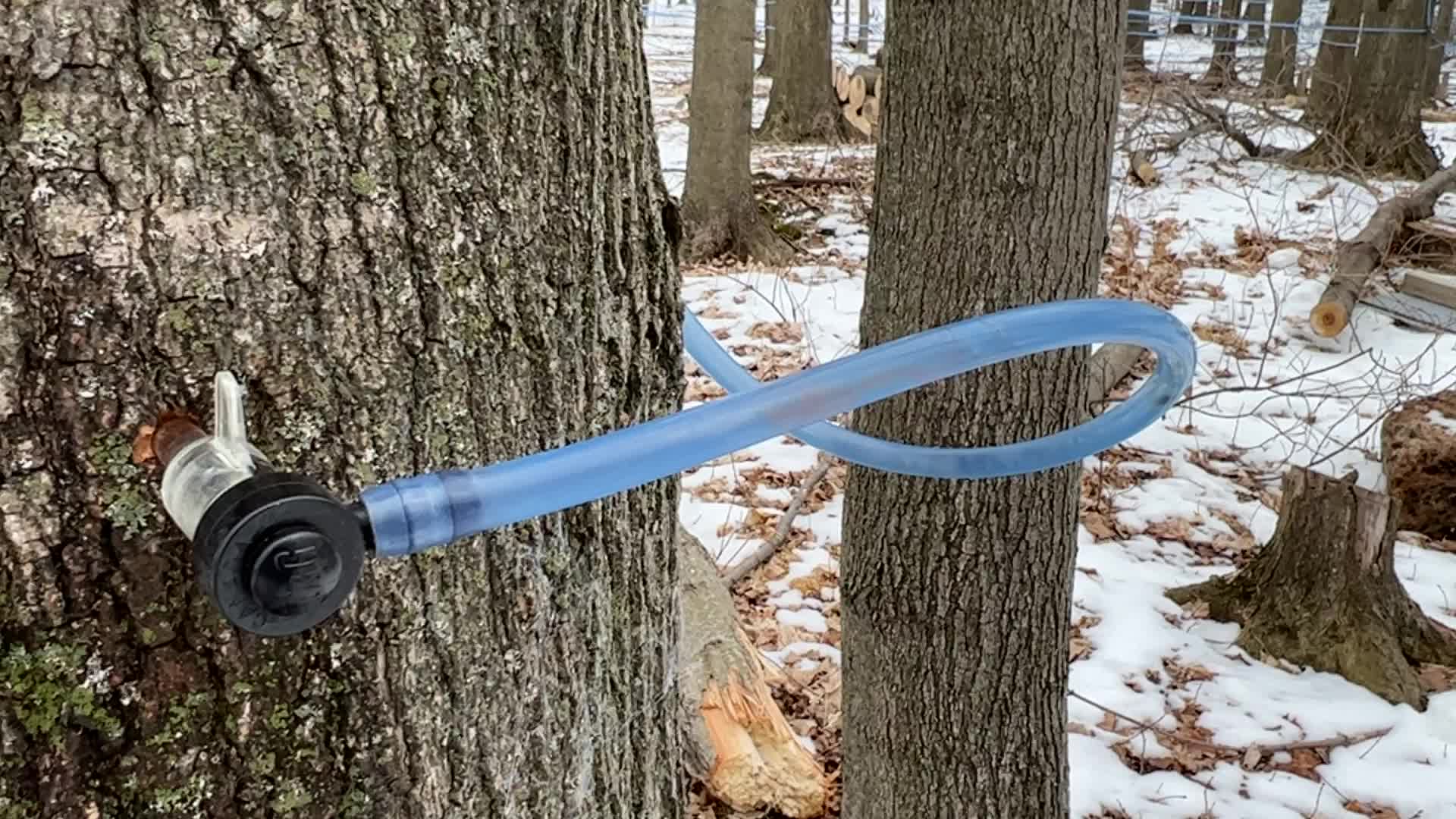 Maple syrup production in Canada