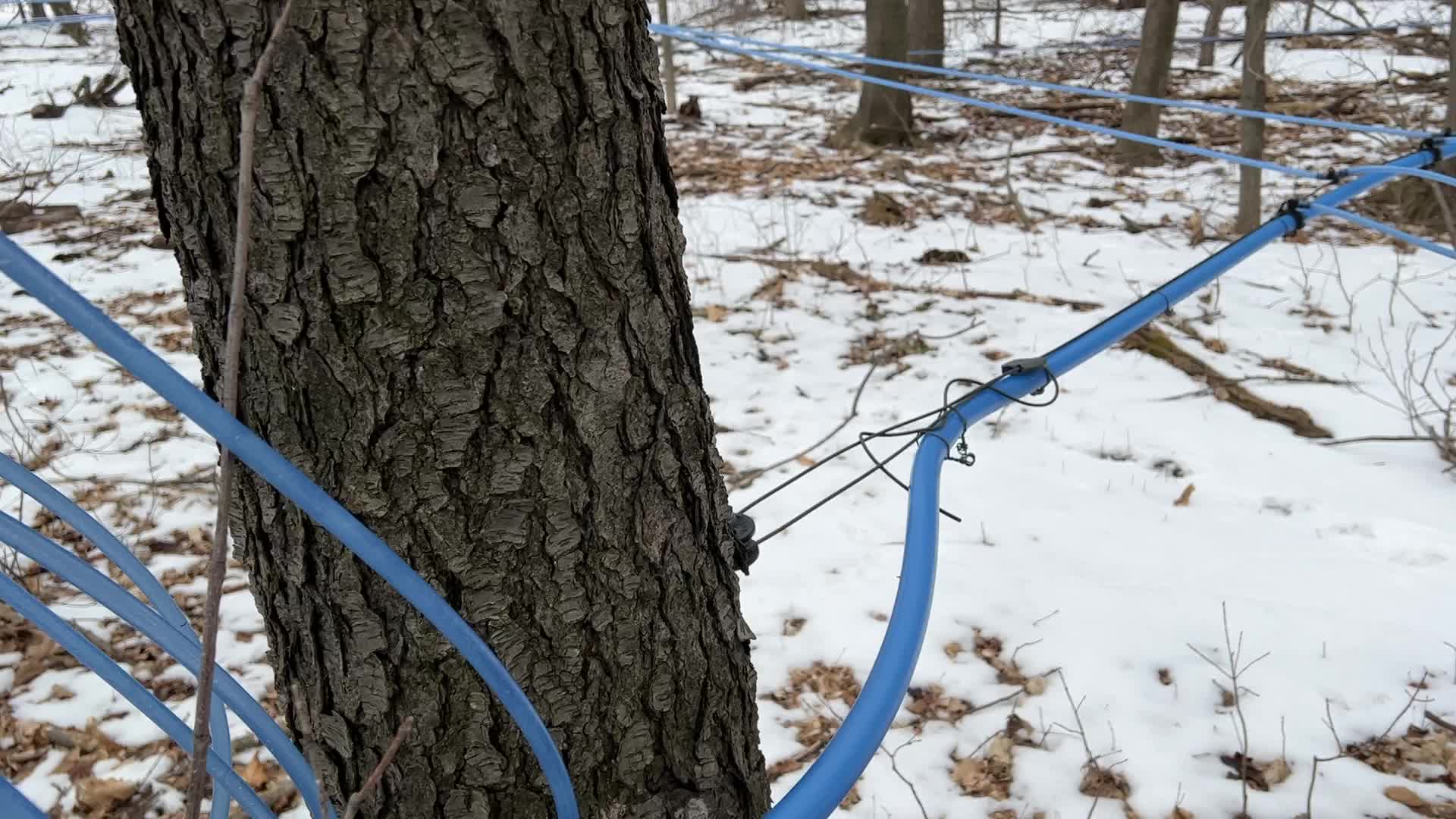 Maple syrup production in Canada