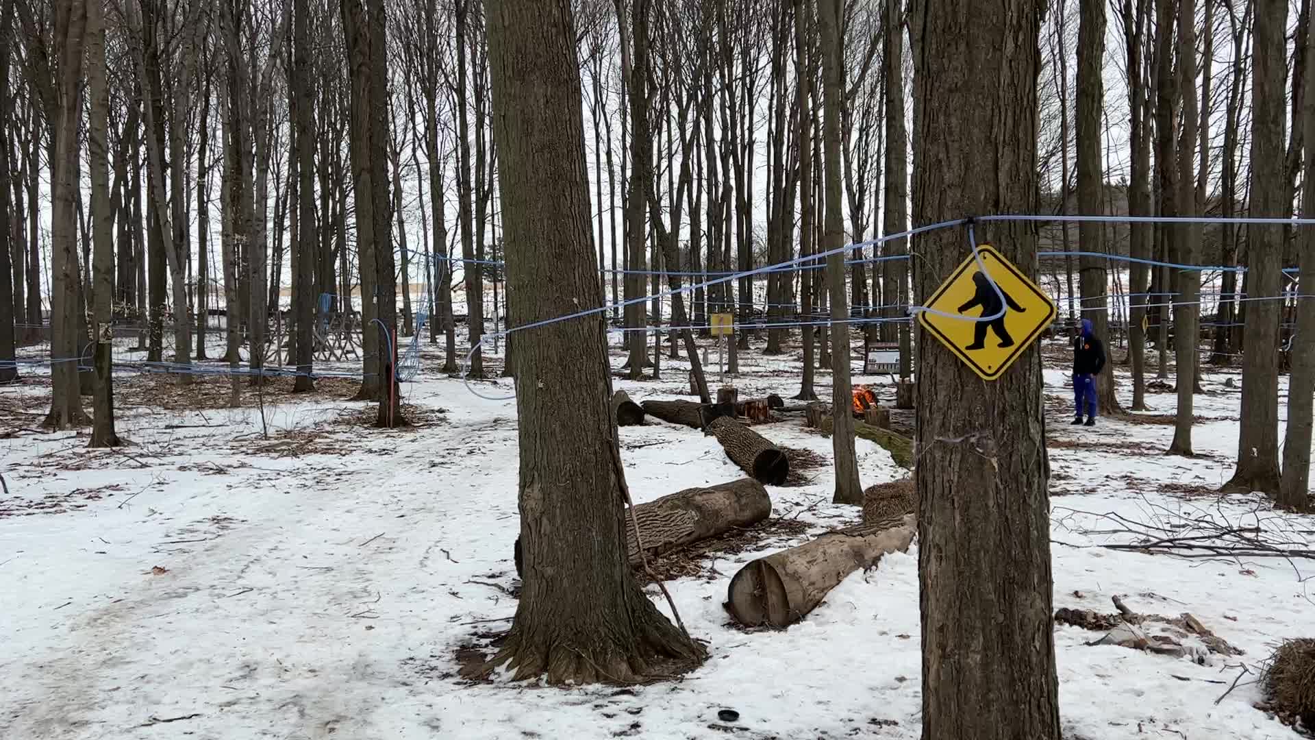 Maple syrup production in Canada