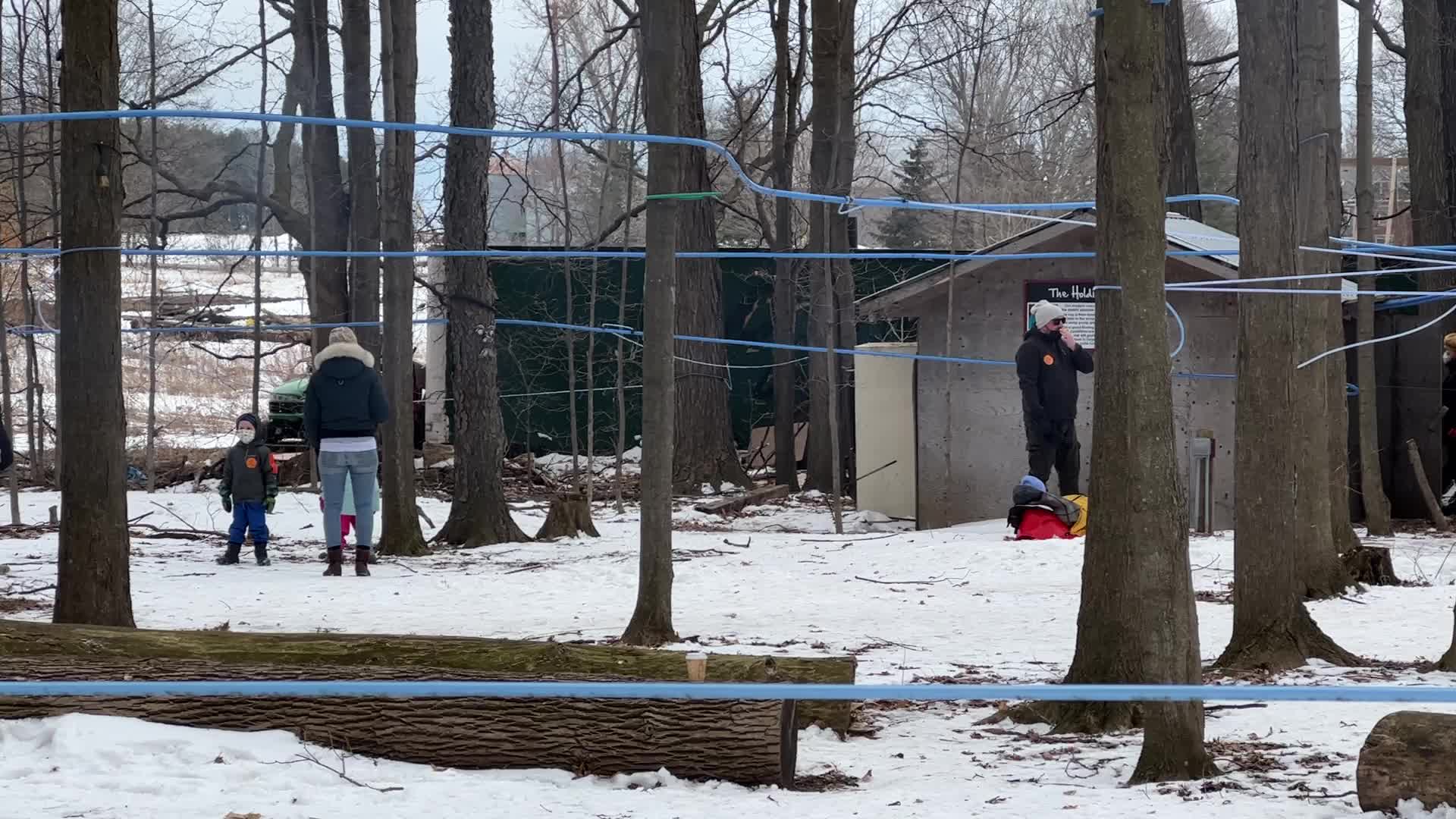 Maple syrup production in Canada