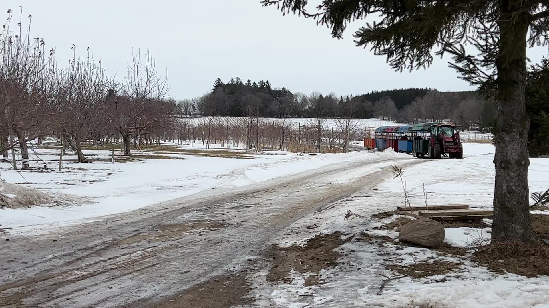 Maple syrup production in Canada