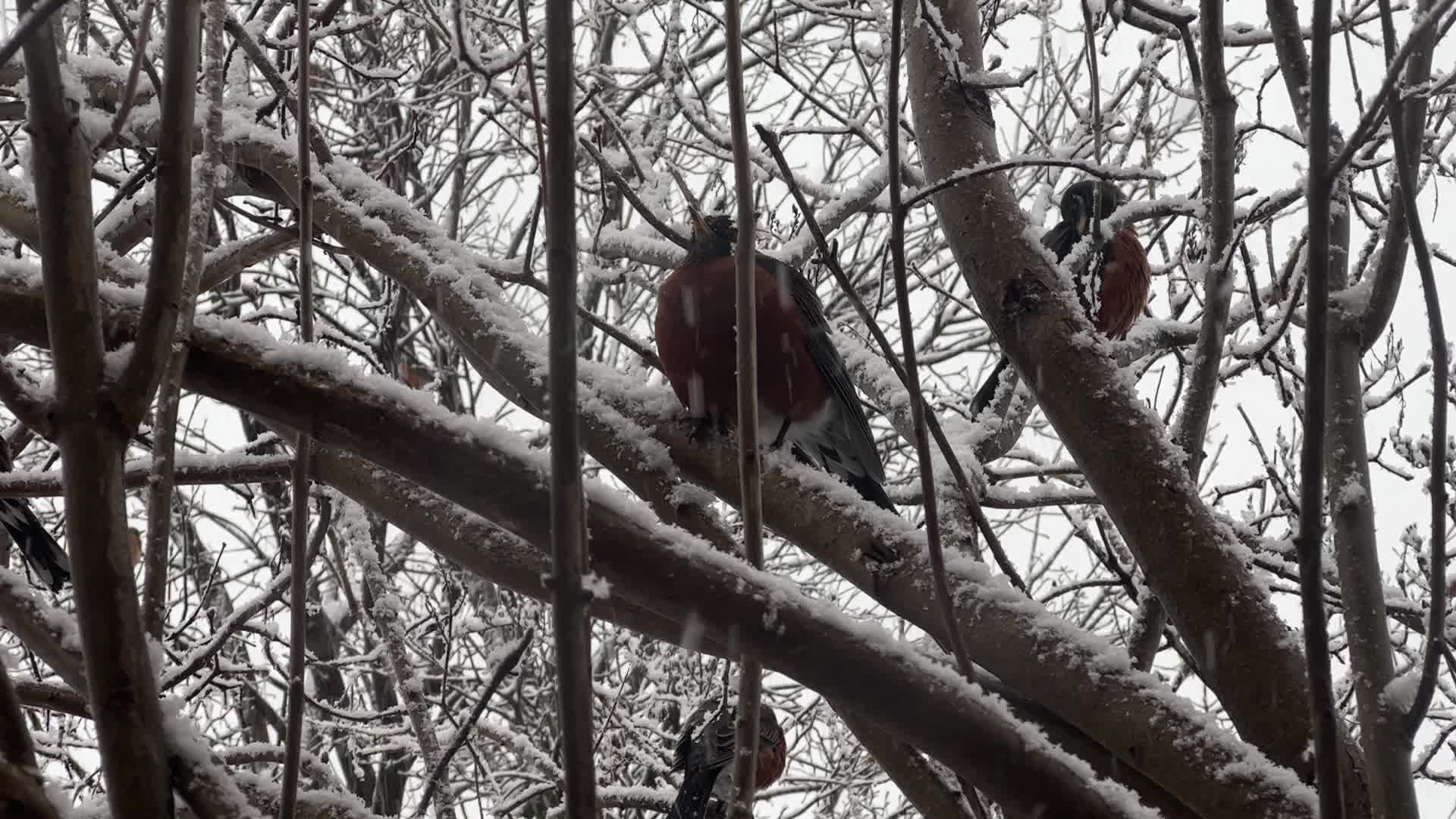 American robin