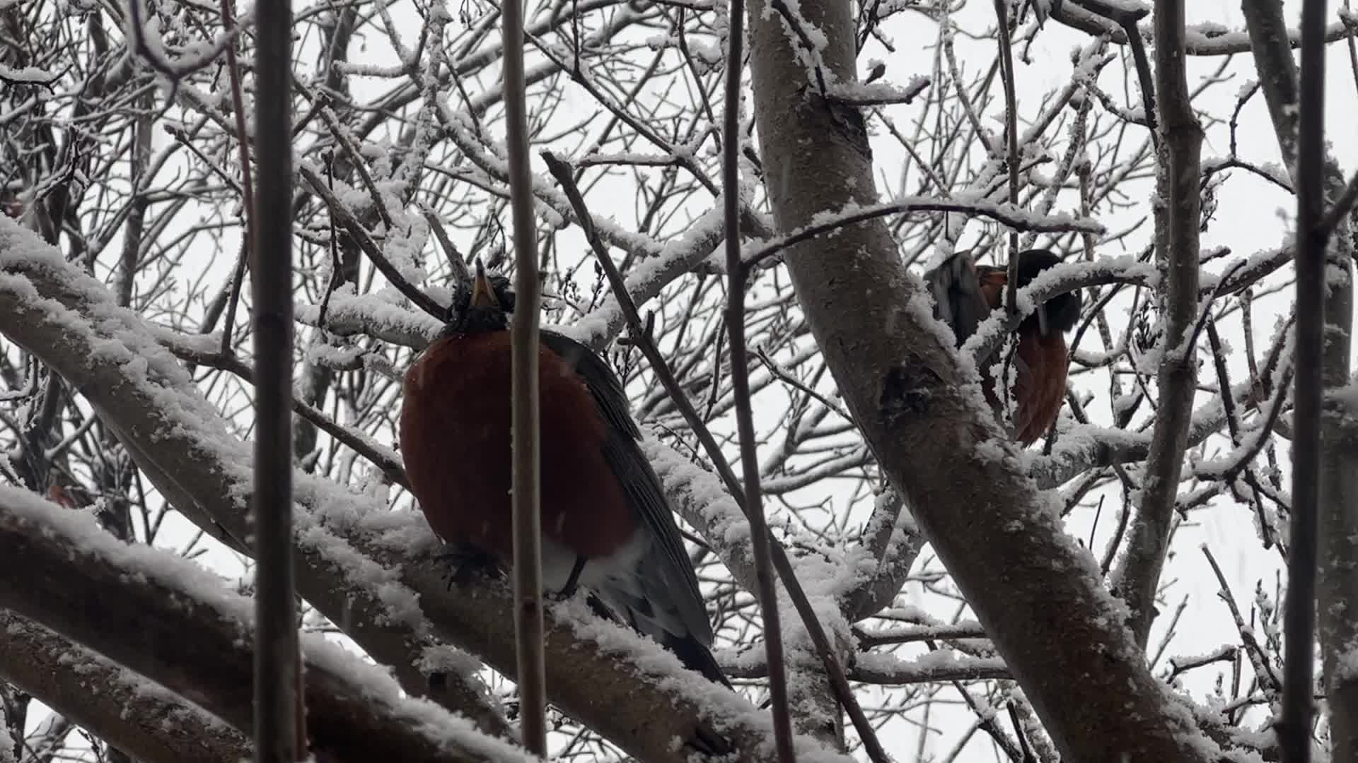 American robin