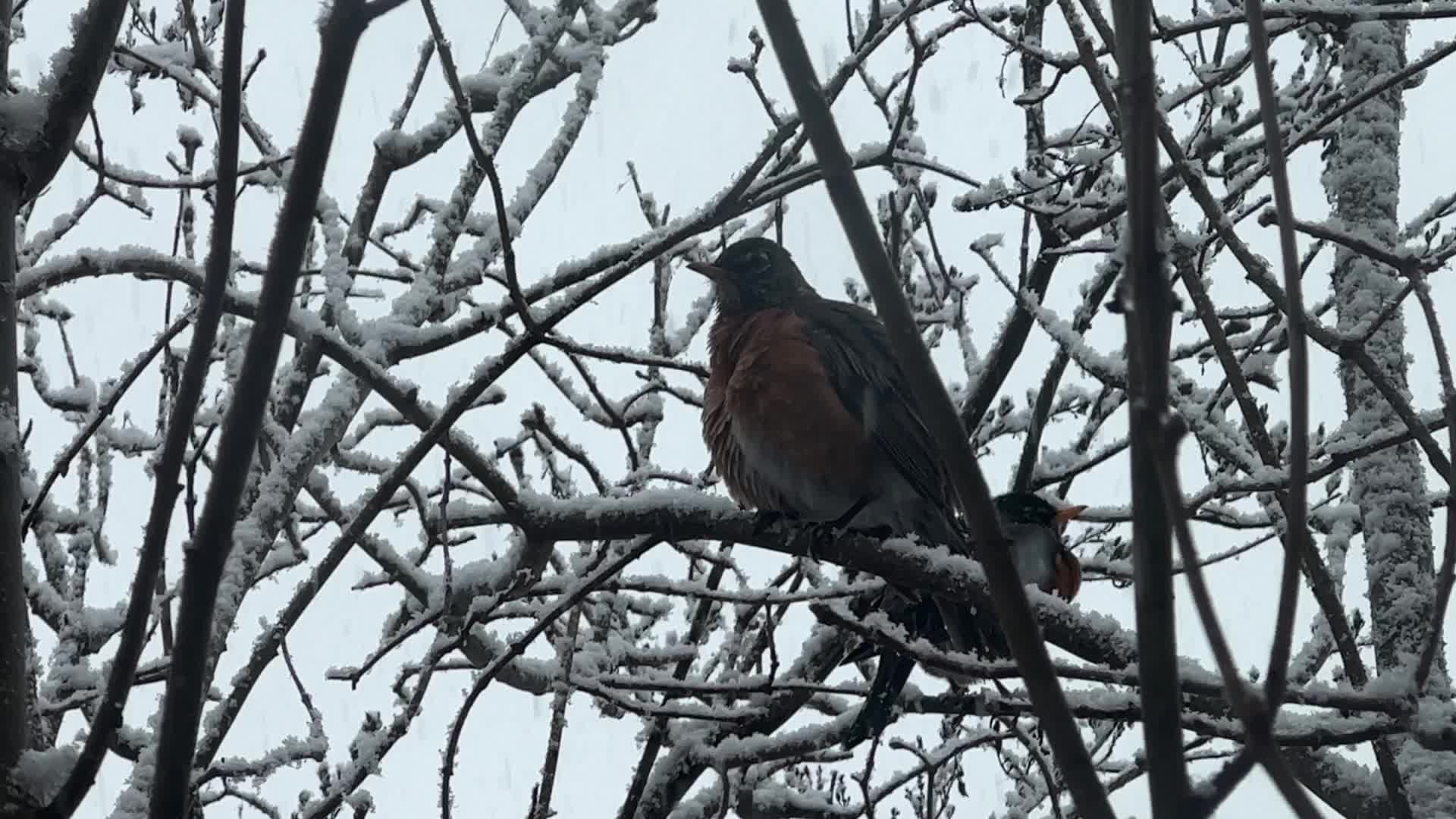 American robin