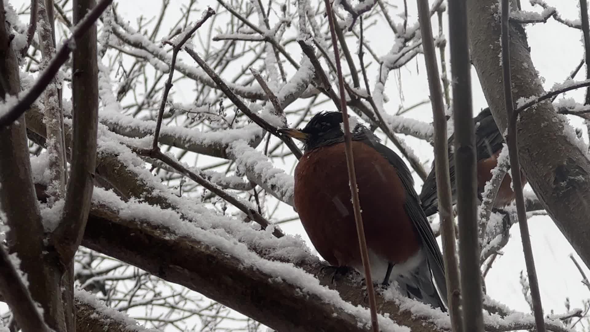 American robin