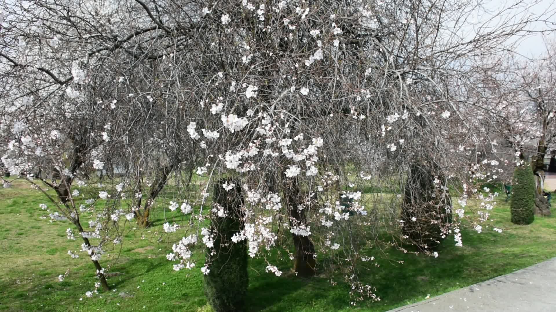 Spring In Kashmir