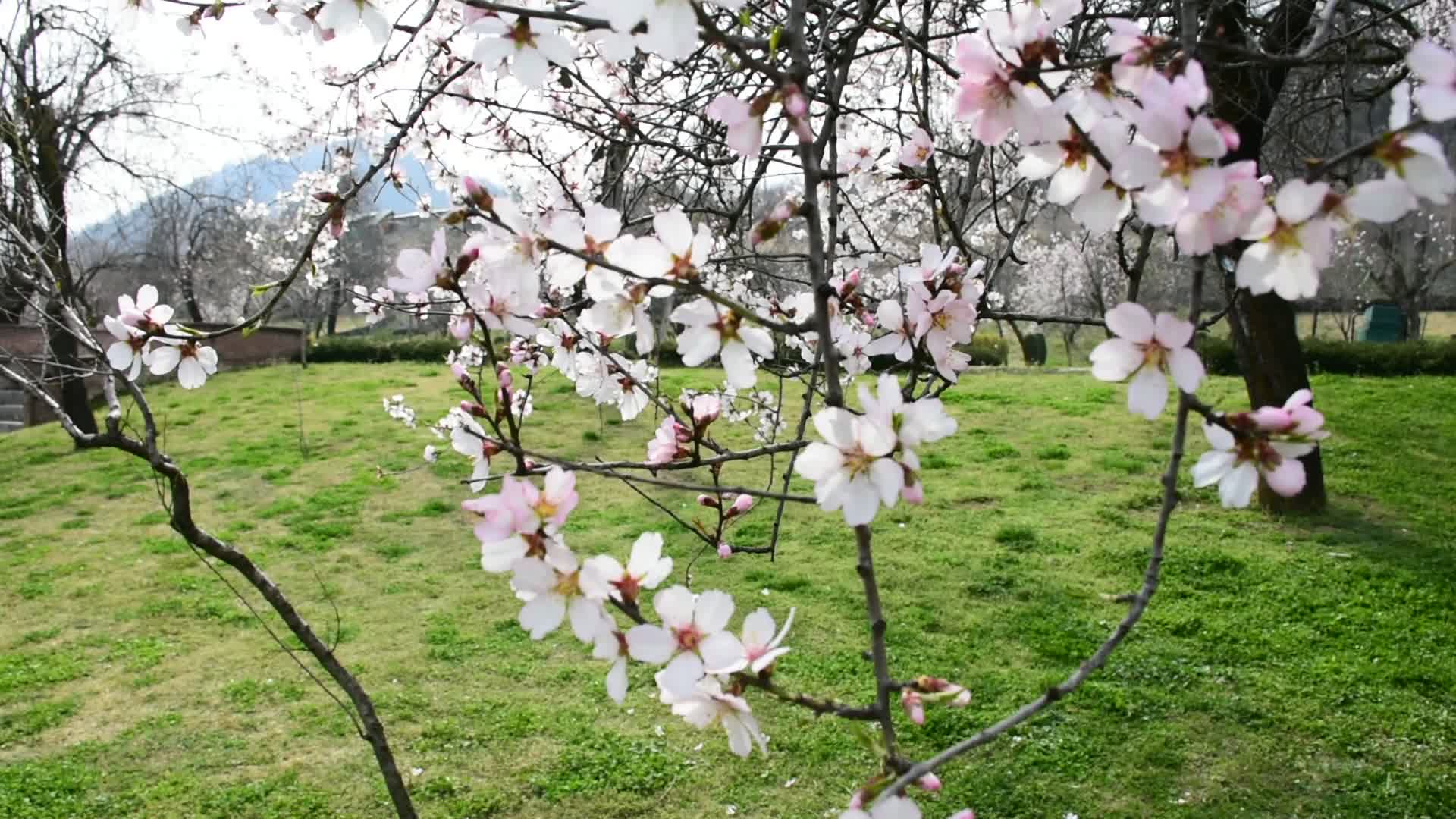 Spring In Kashmir