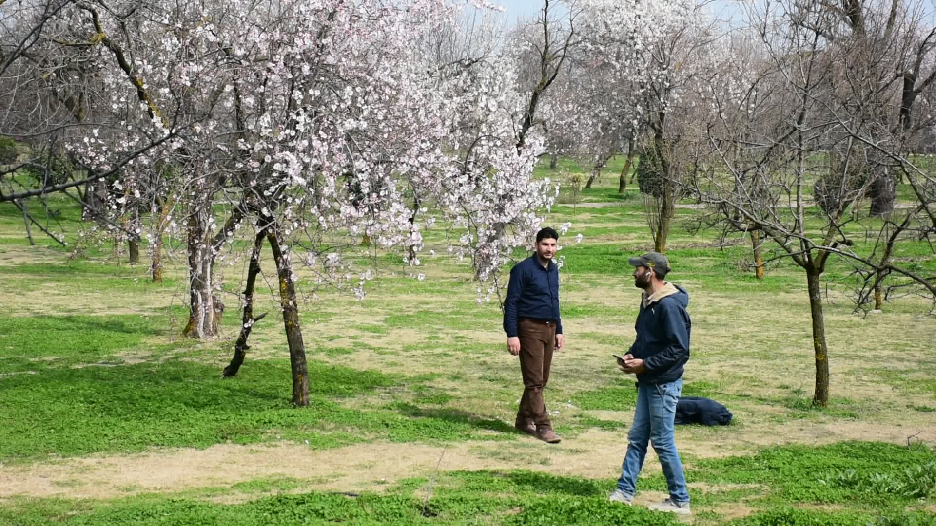 Spring In Kashmir