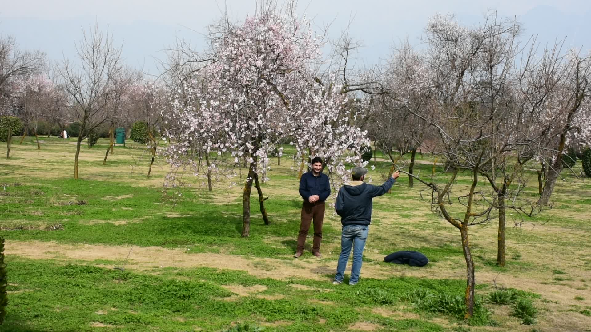 Spring In Kashmir