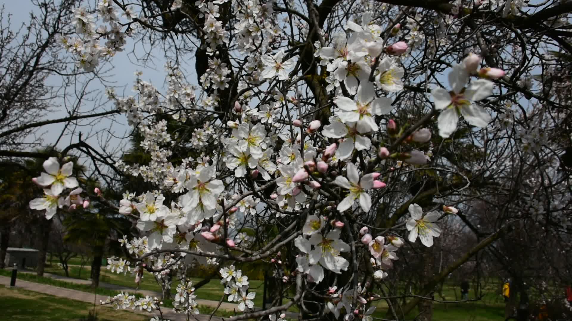Spring In Kashmir